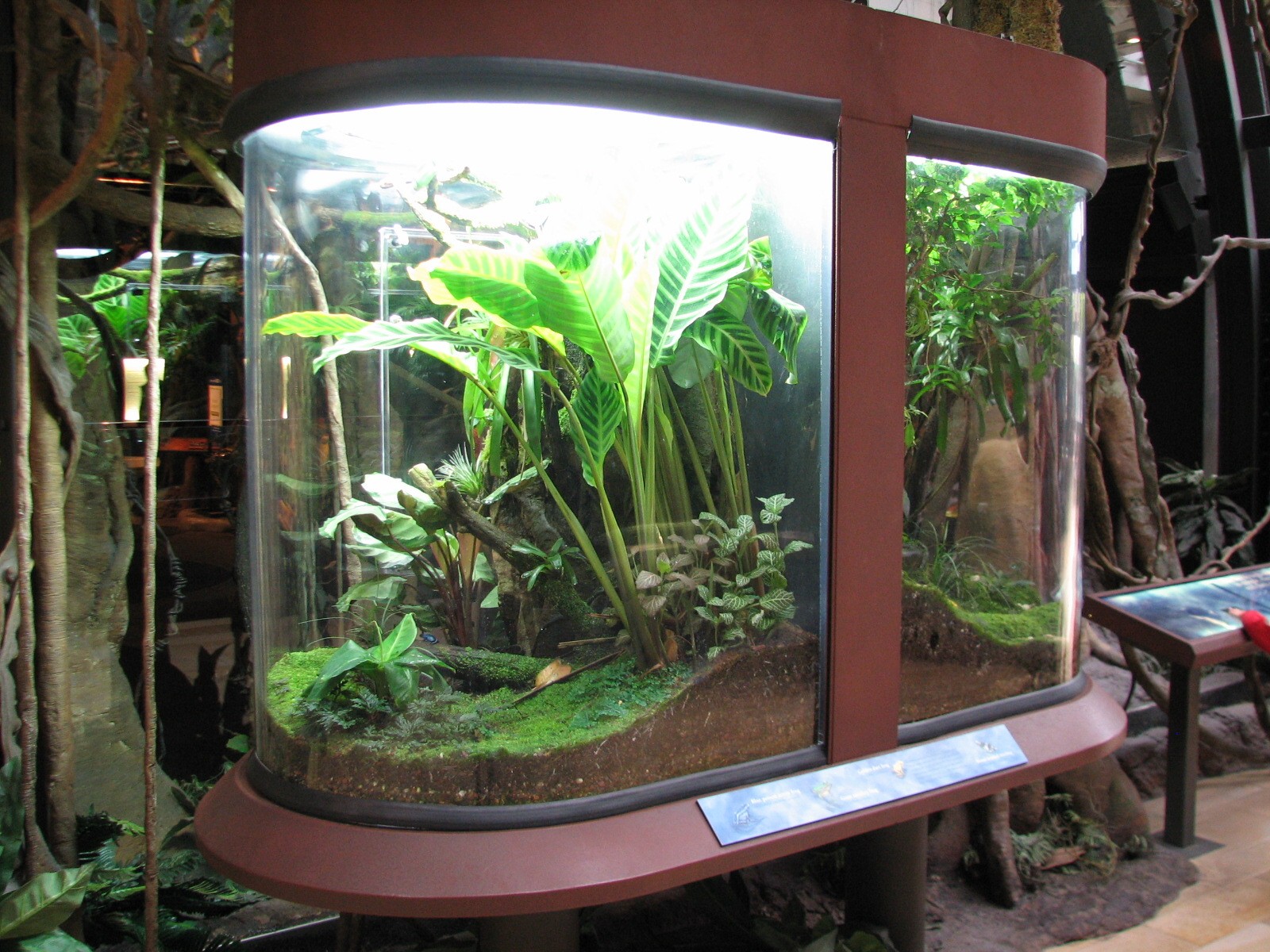 Amazon Rising - Frog Exhibits