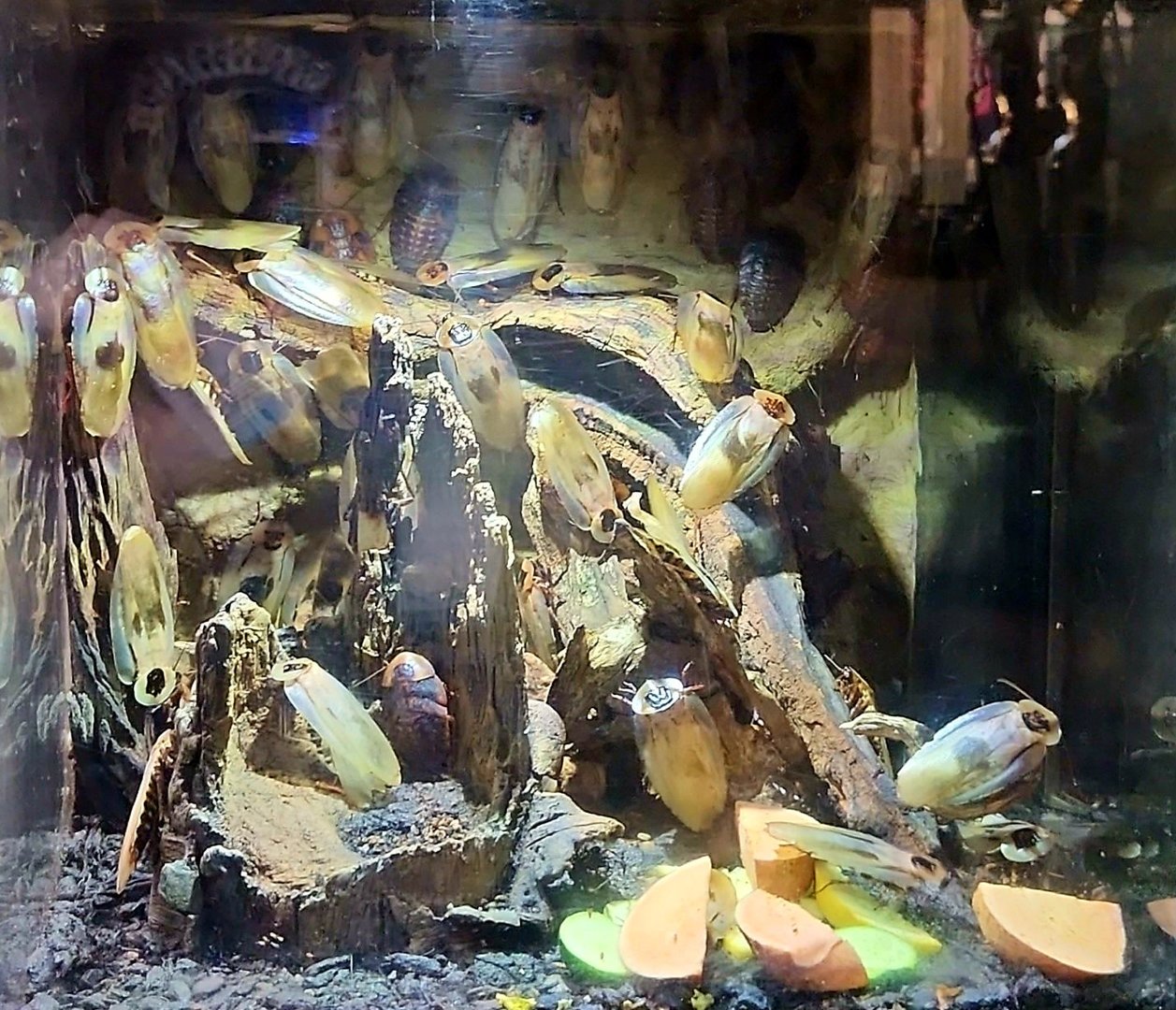 Amazon Rising: Giant Cave Cockroach Exhibit