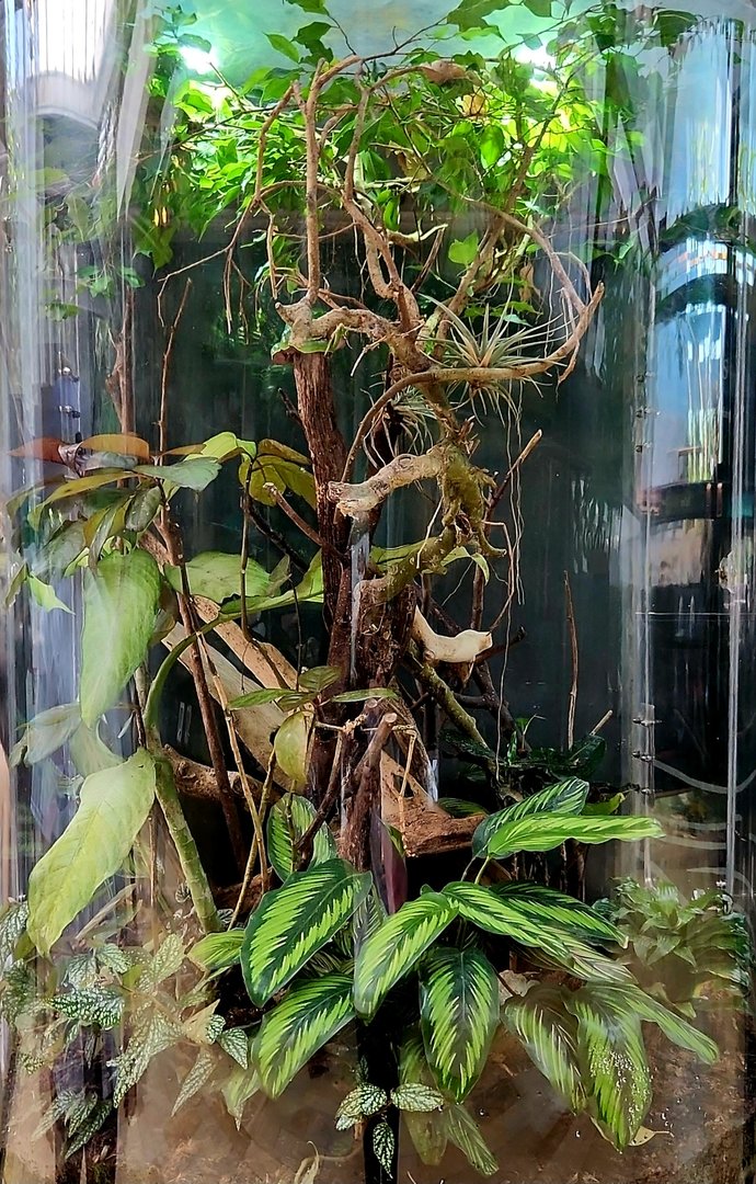 Amazon Rising: Giant Monkey Frog Vivarium