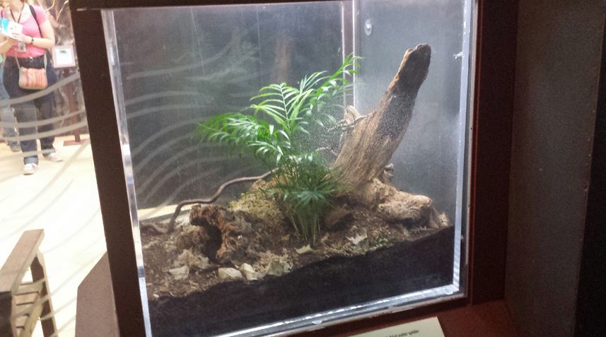 Amazon Rising - Goliath Birdeater Exhibit