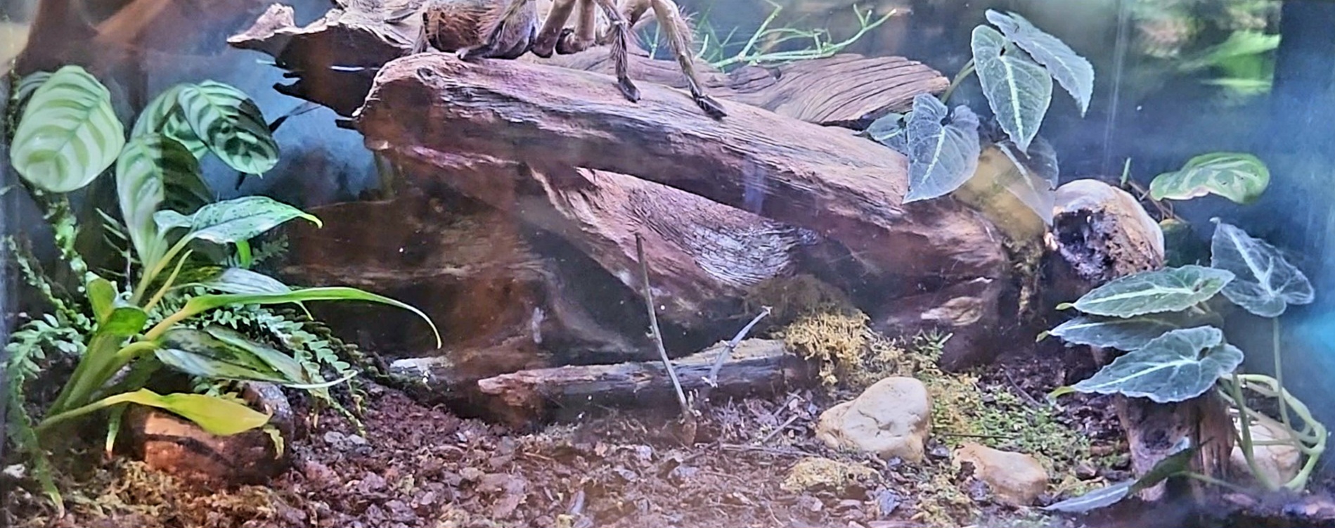 Amazon Rising: Goliath Birdeater Vivarium