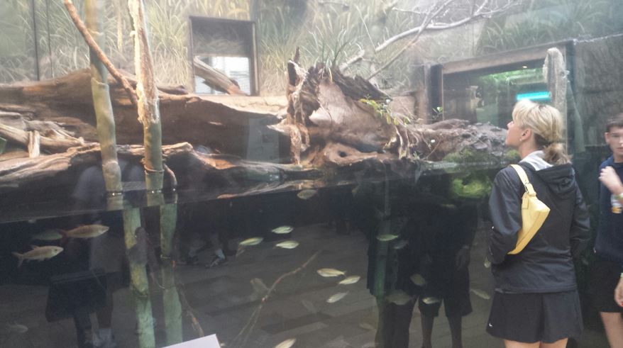 Amazon Rising - Green Anaconda Exhibit