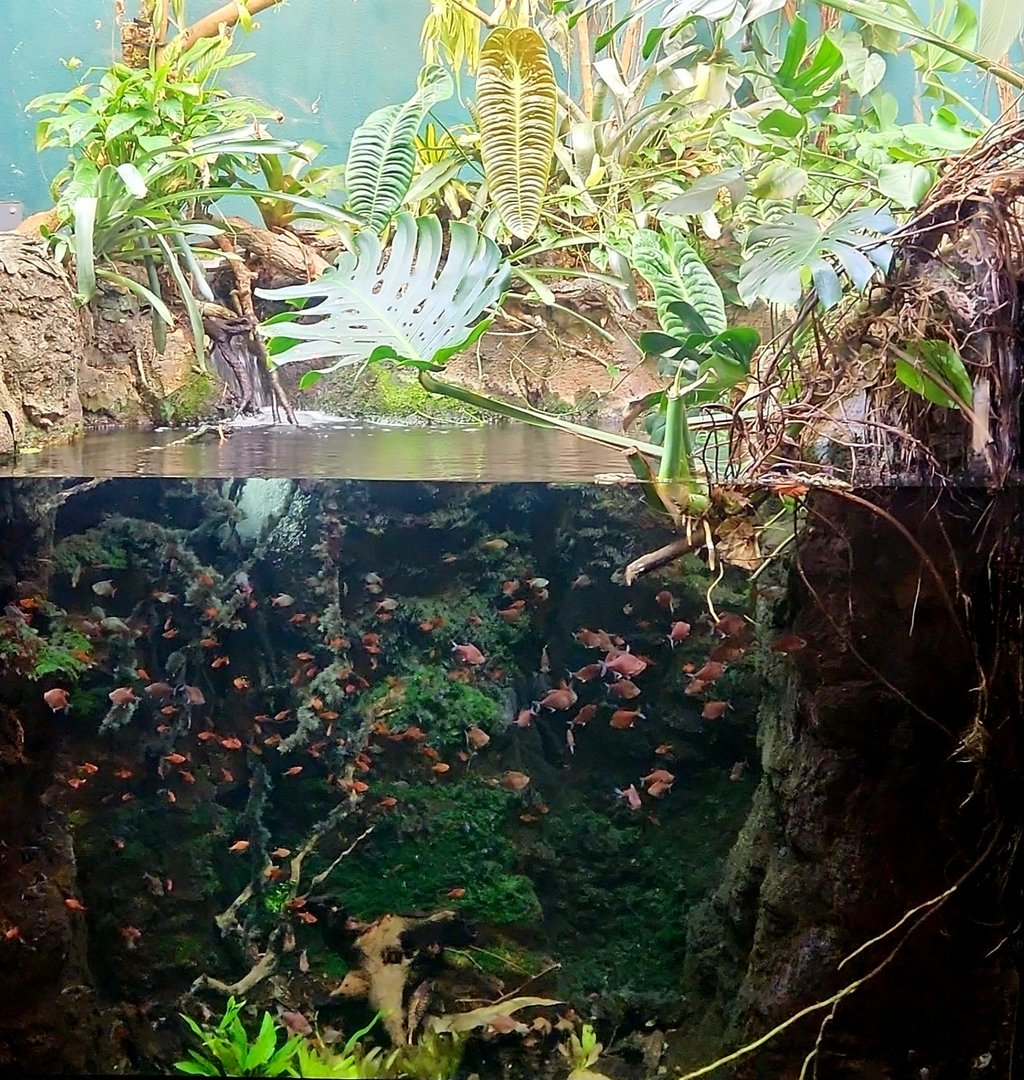 Amazon Rising: Home Aquarium