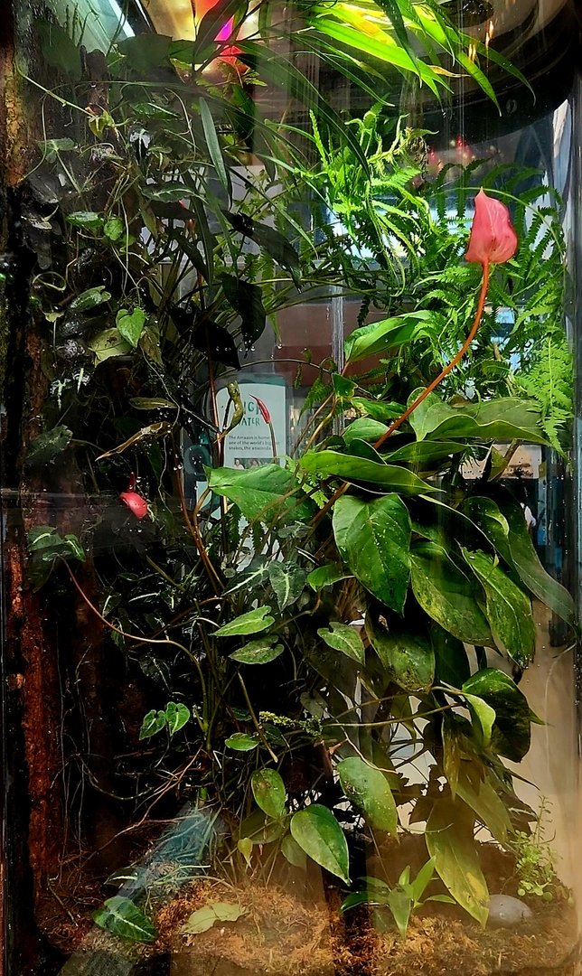 Amazon Rising: Large Poison Dart Frog Vivarium