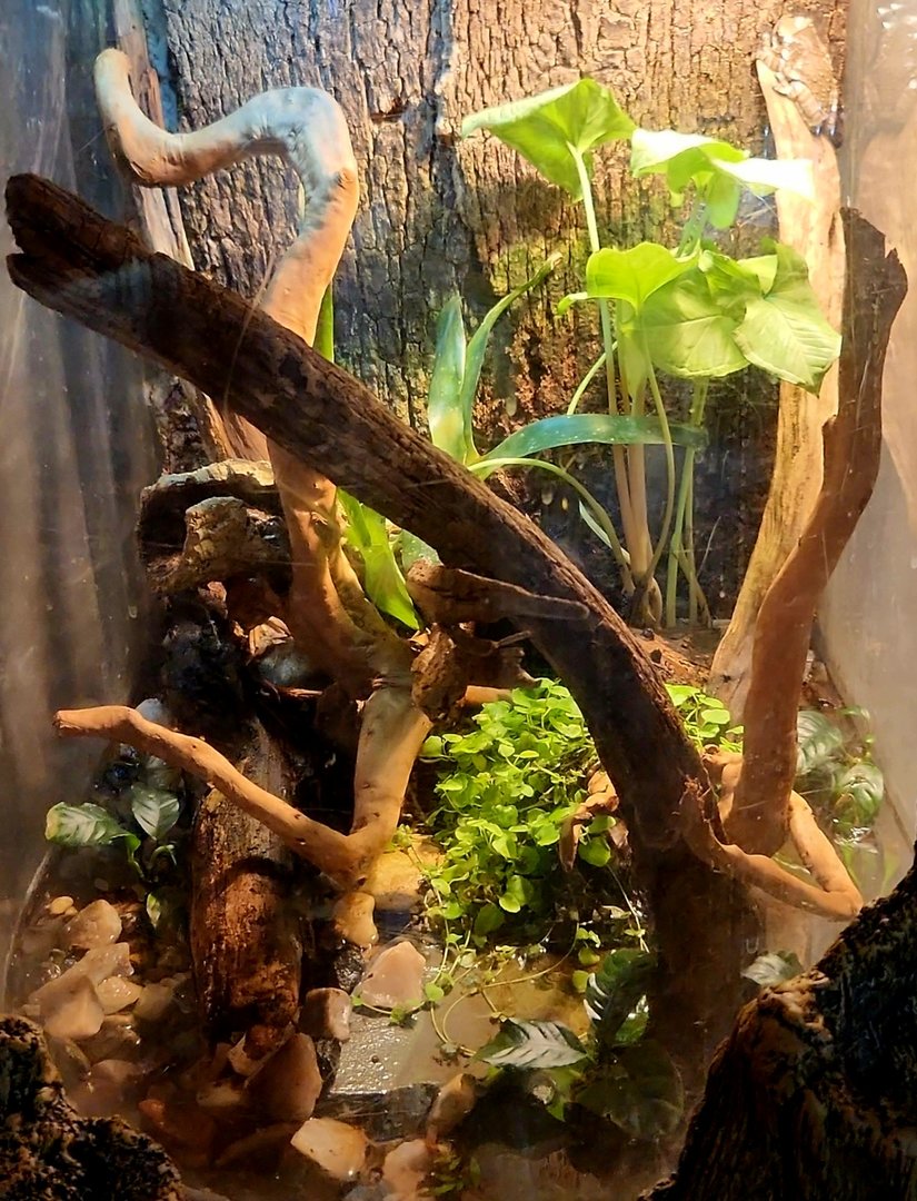 Amazon Rising: Milk Frog Vivarium