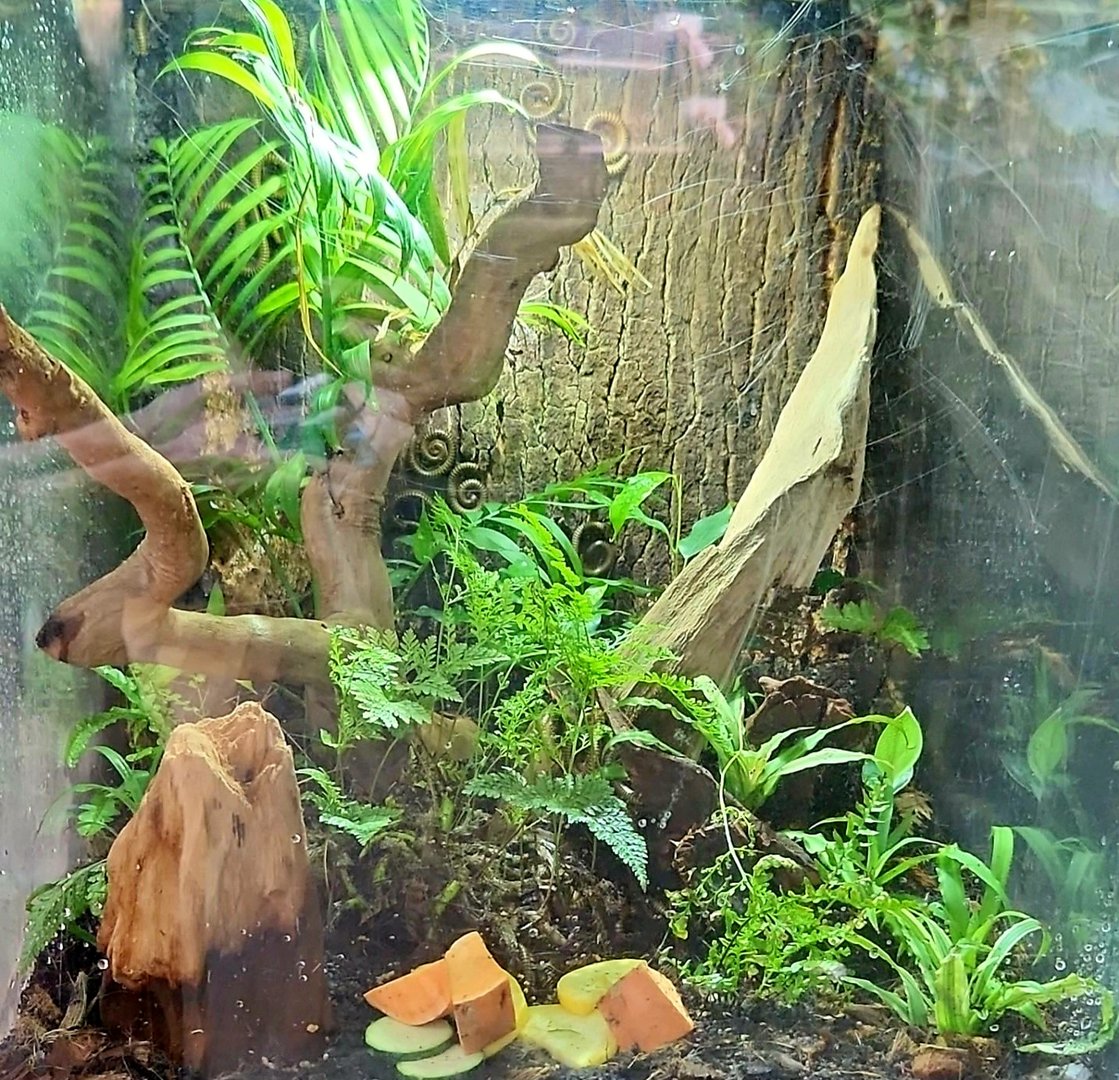 Amazon Rising: Mixed Invertebrate Vivarium