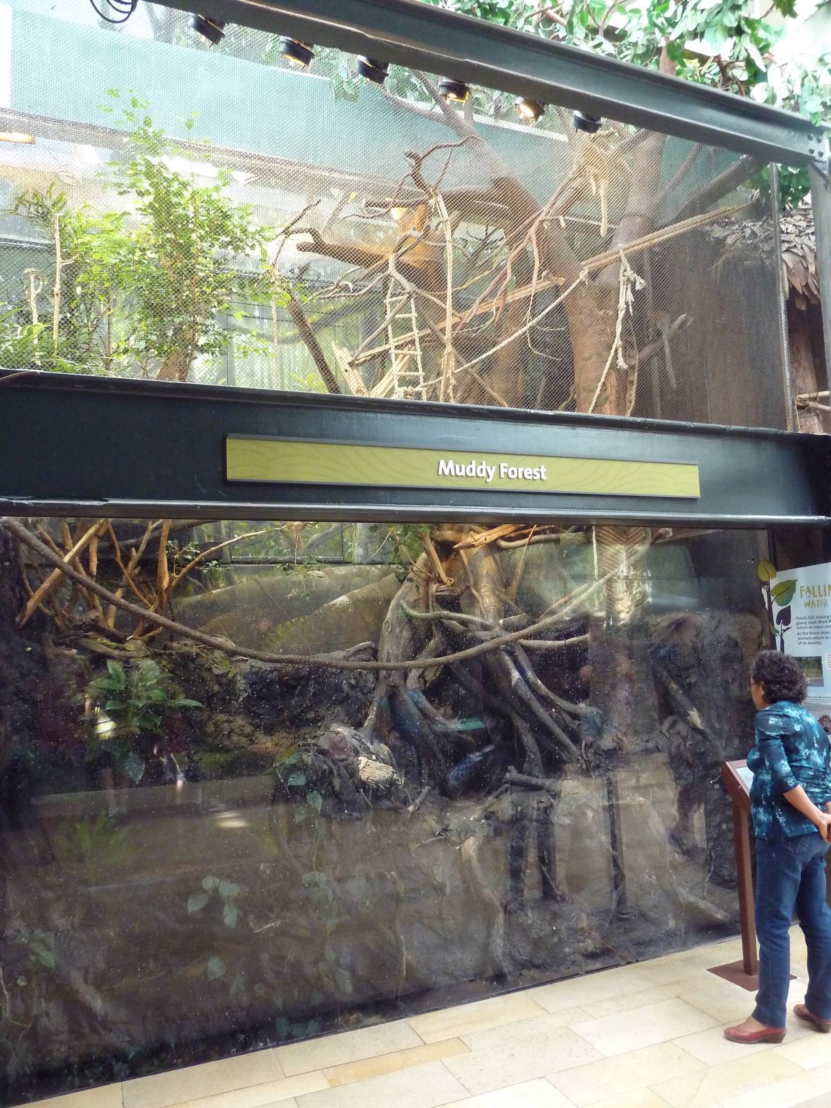 Amazon Rising - Muddy Forest Exhibit (11 Species)