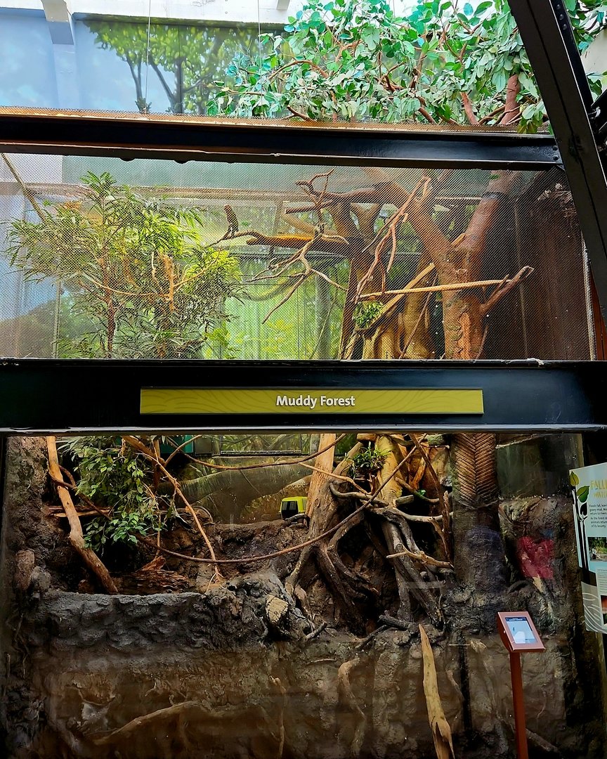 Amazon Rising: Muddy Forest