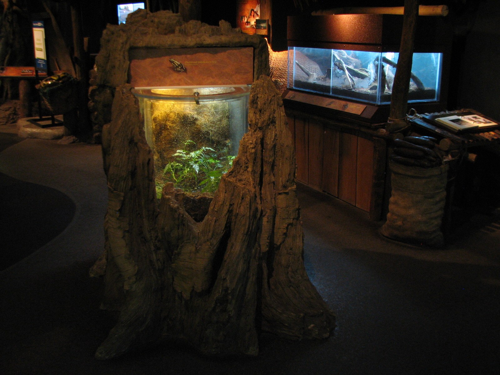 Amazon Rising - Phantasmal Poison Arrow Frog Exhibit