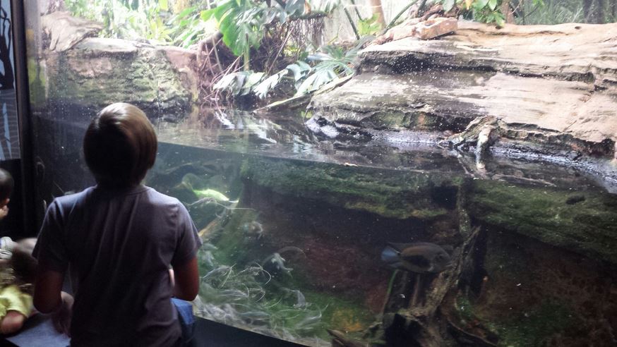 Amazon Rising - Polka-dot Catfish Exhibit