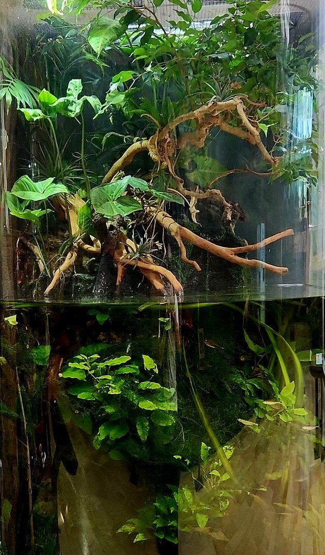 Amazon Rising: Rainwall Tank