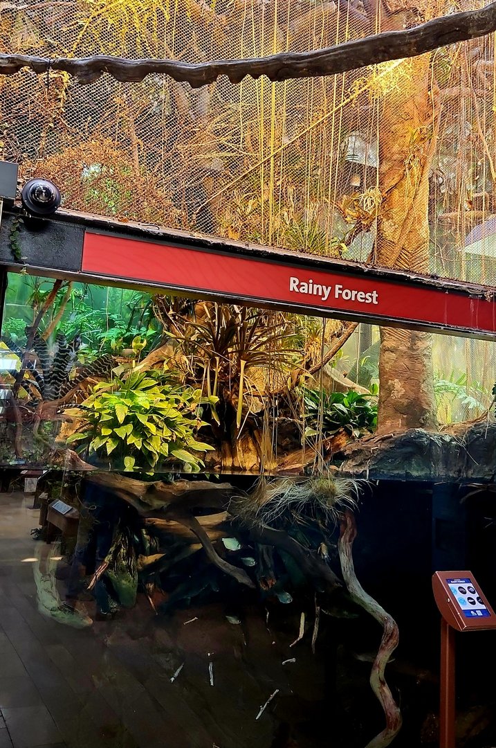 Amazon Rising: Rainy Forest