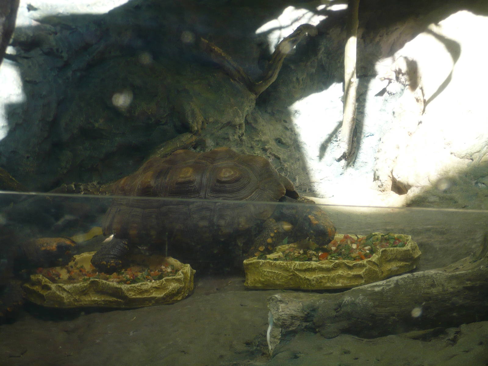 Amazon Rising- Red-footed Tortoises