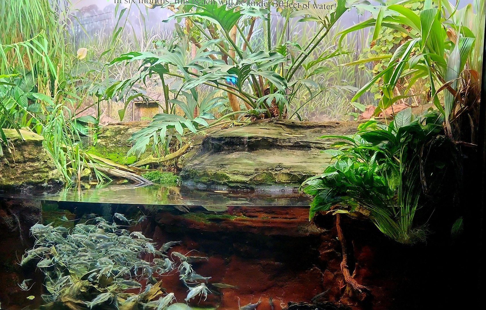 Amazon Rising: River's Edge (Right)