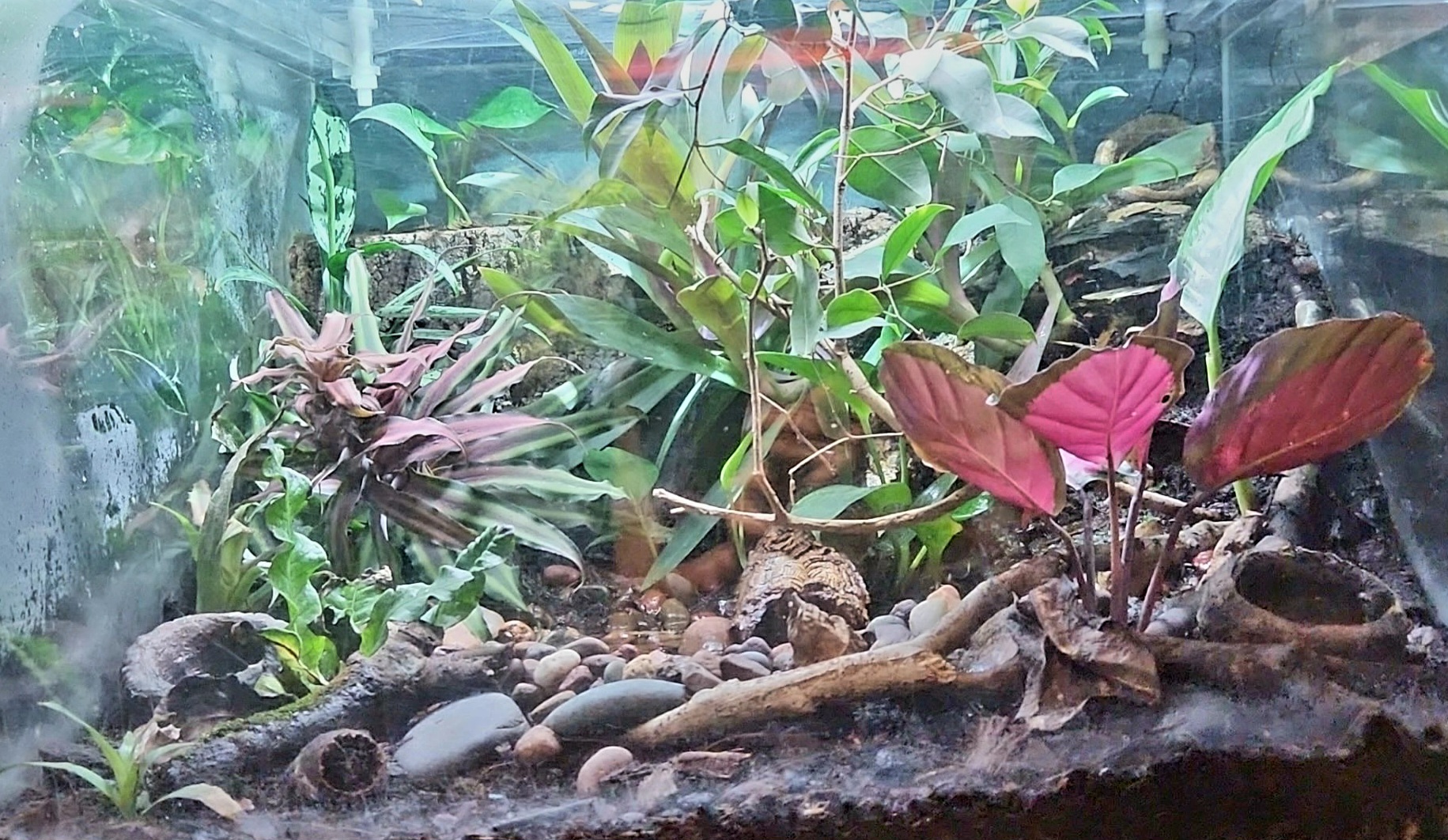 Amazon Rising: Small Poison Dart Frog Vivarium (Left)