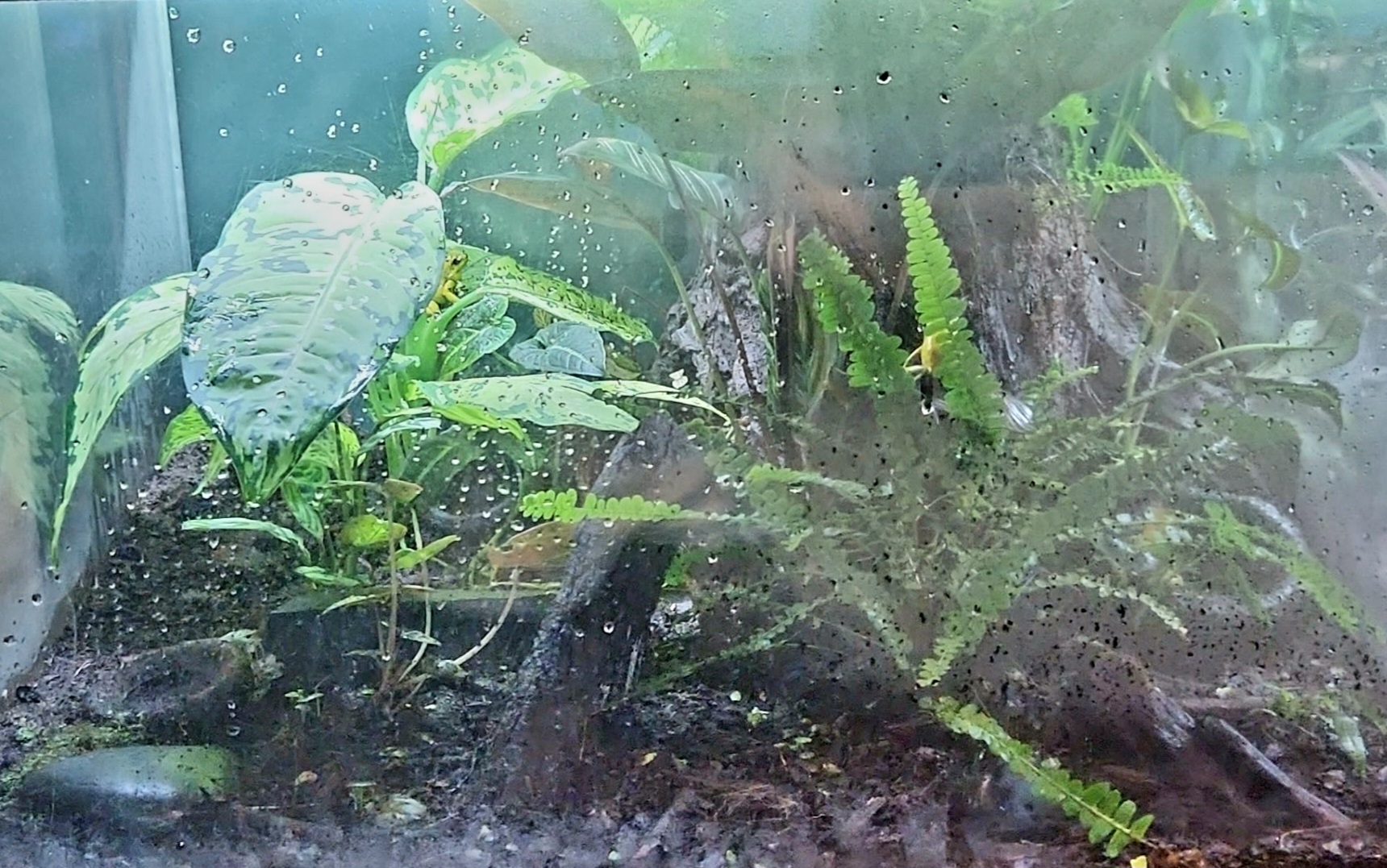 Amazon Rising: Small Poison Dart Frog Vivarium (Right)