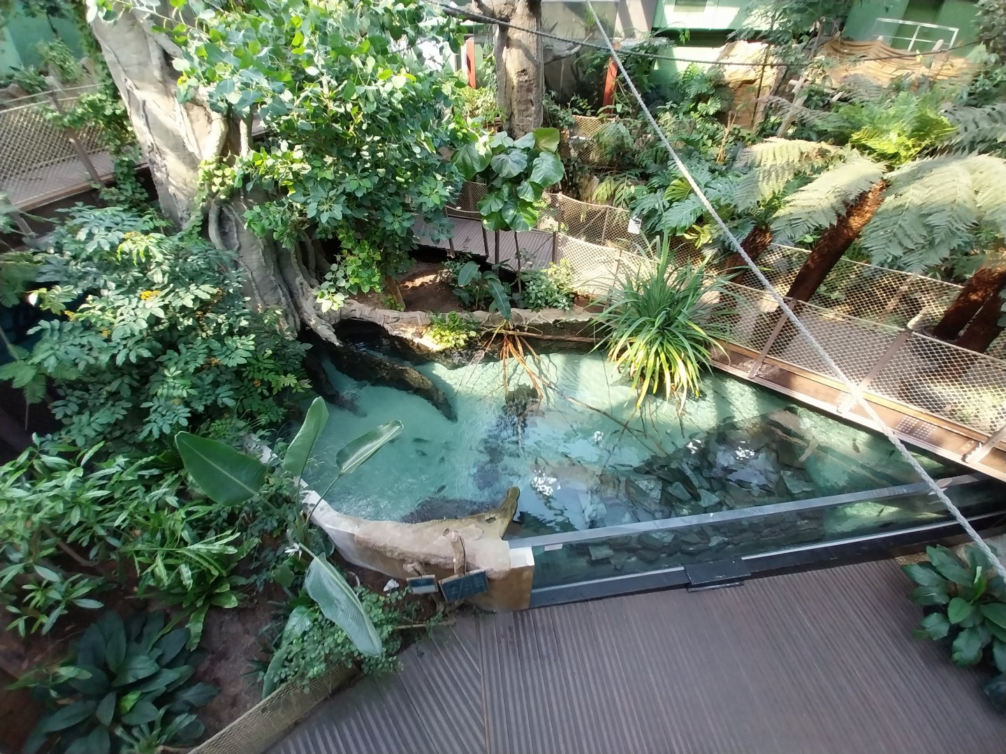 Amazon river aquarium