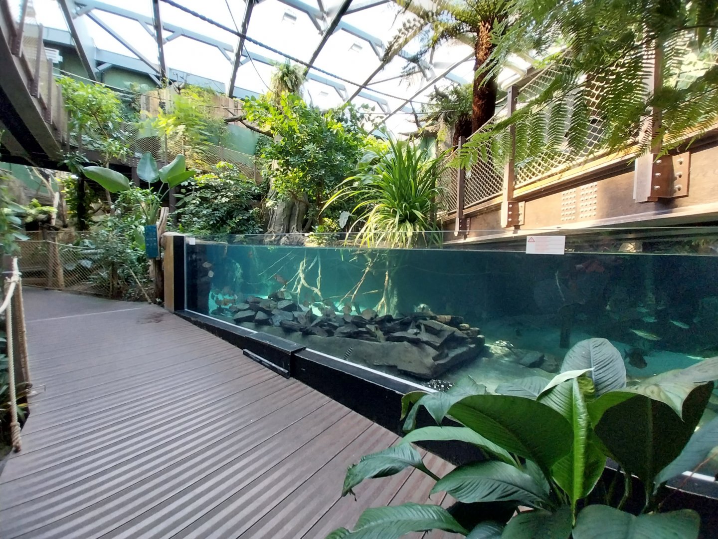Amazon river aquarium