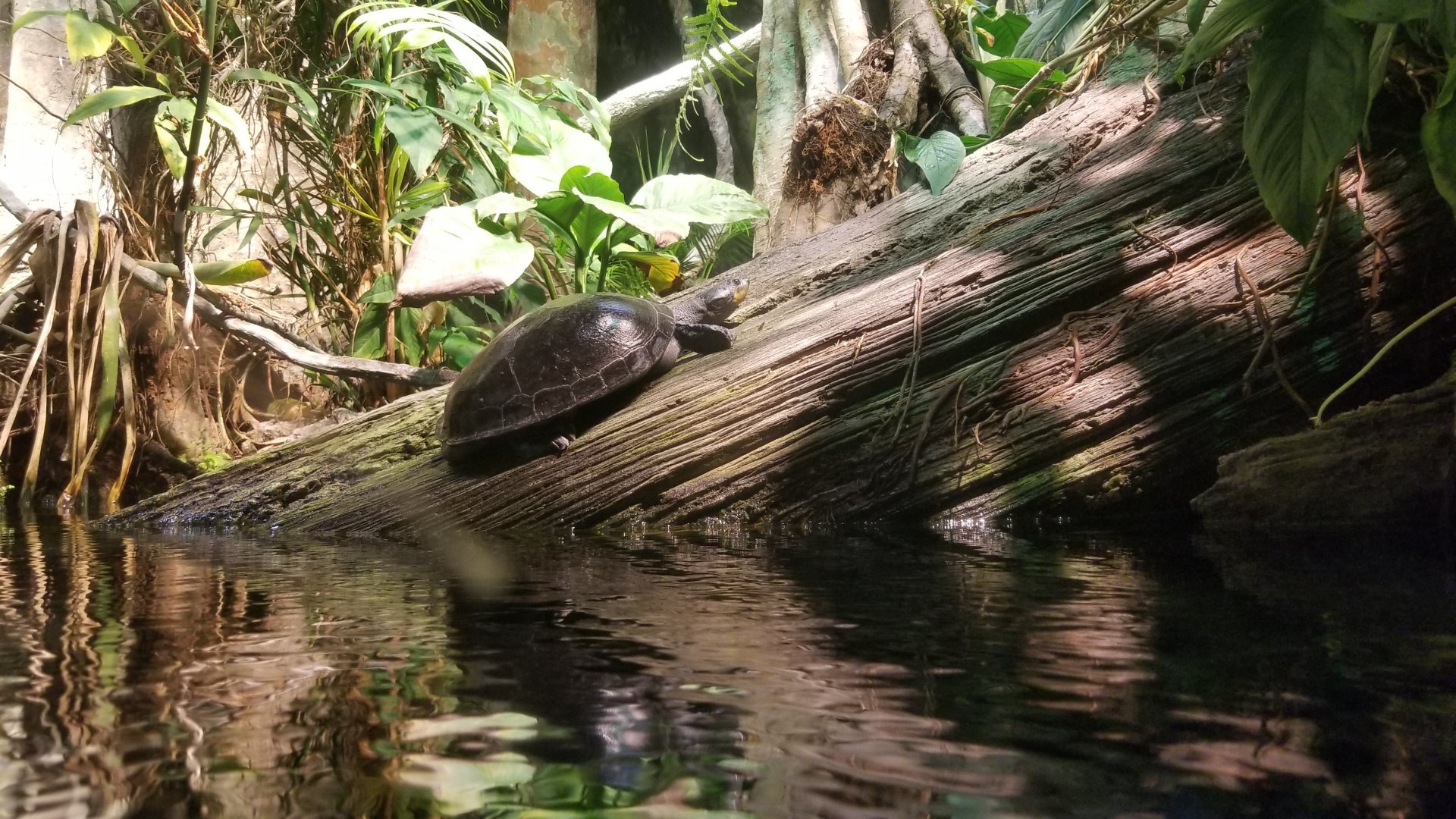 Amazon River Basin: a turtle