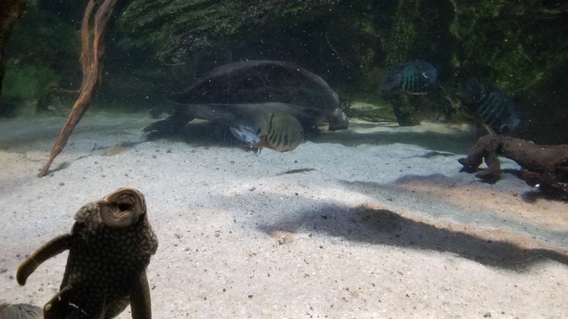 Amazon River Basin photobomb :)