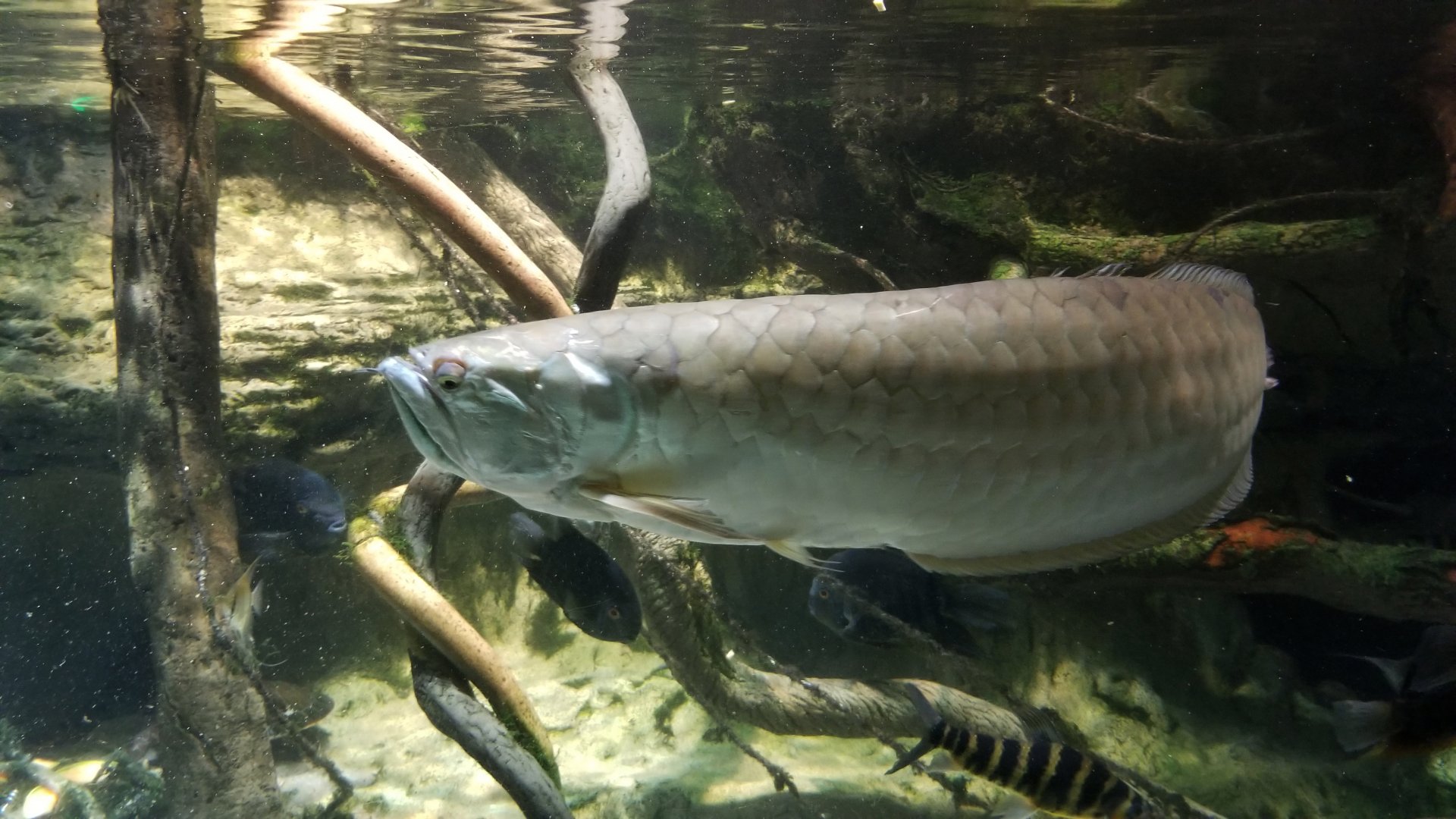 Amazon River Basin: Silver arawana