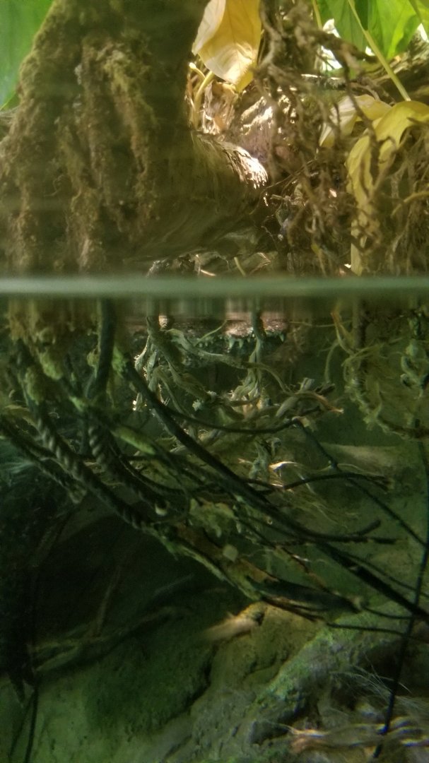 Amazon River Basin: Smooth-fronted caiman