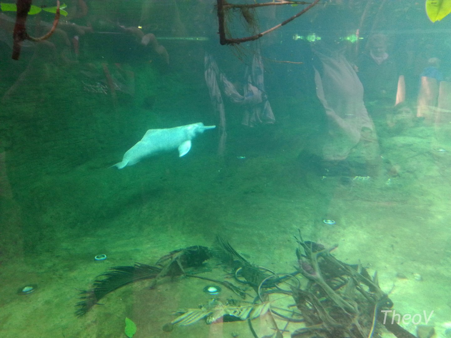 Amazon river dolphin [2014]