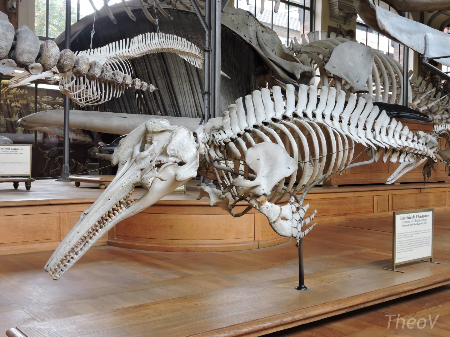 Amazon river dolphin [2015]