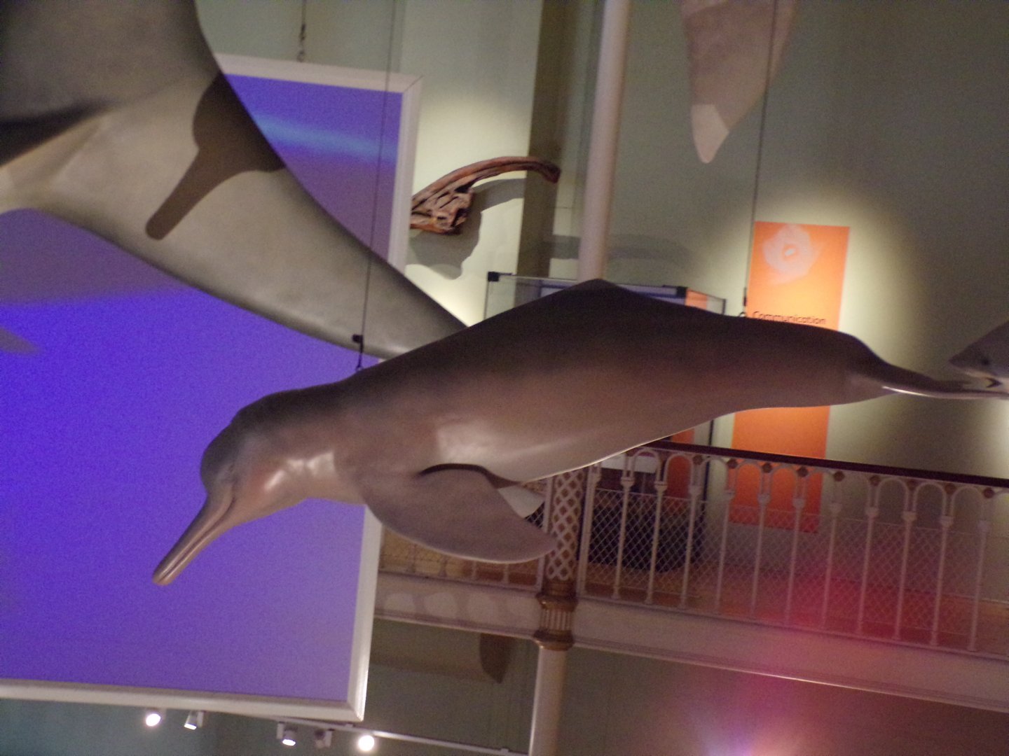 Amazon river dolphin 26.8.23