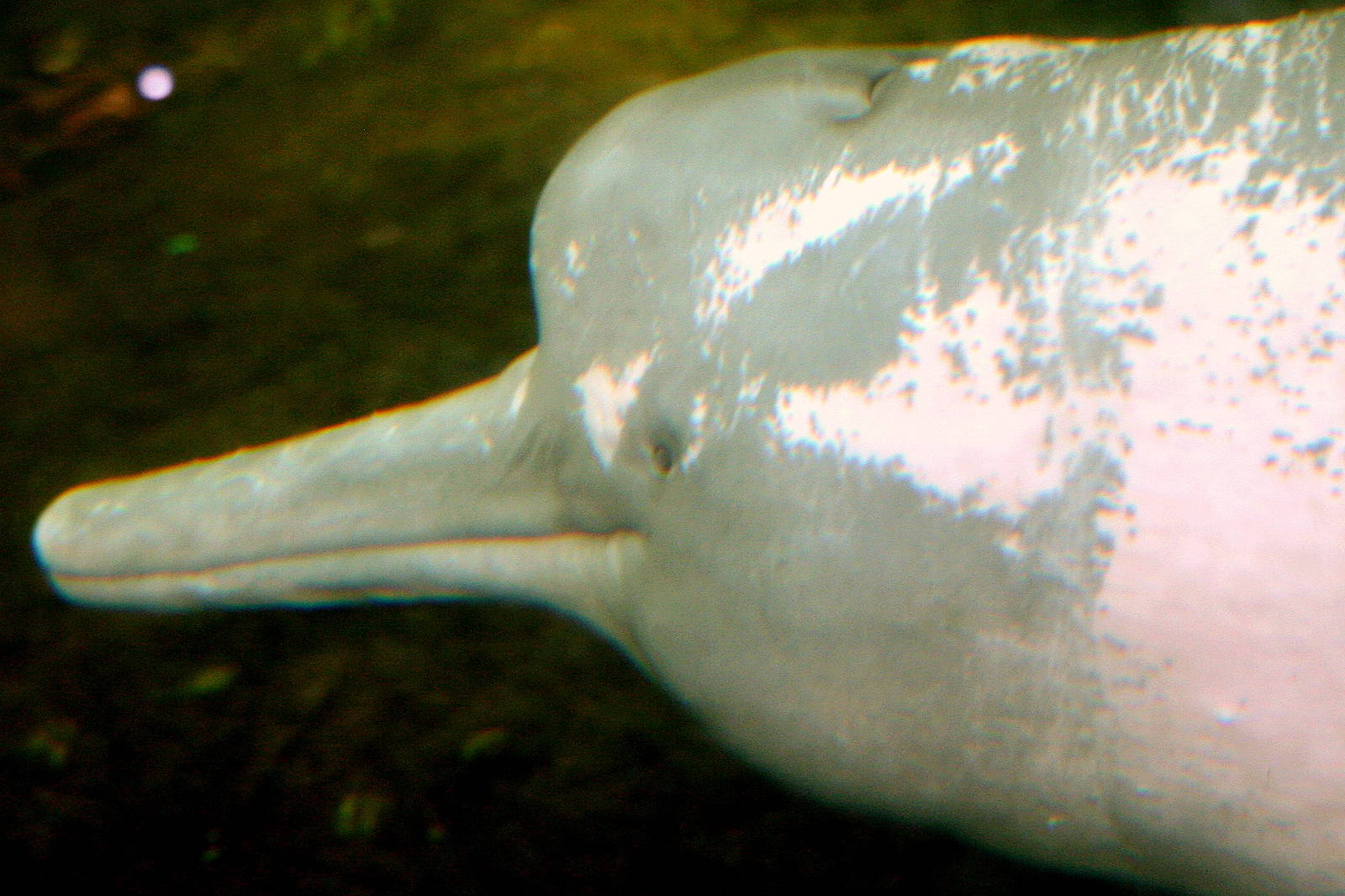 Amazon river dolphin; Duisburg; 23rd May 2011