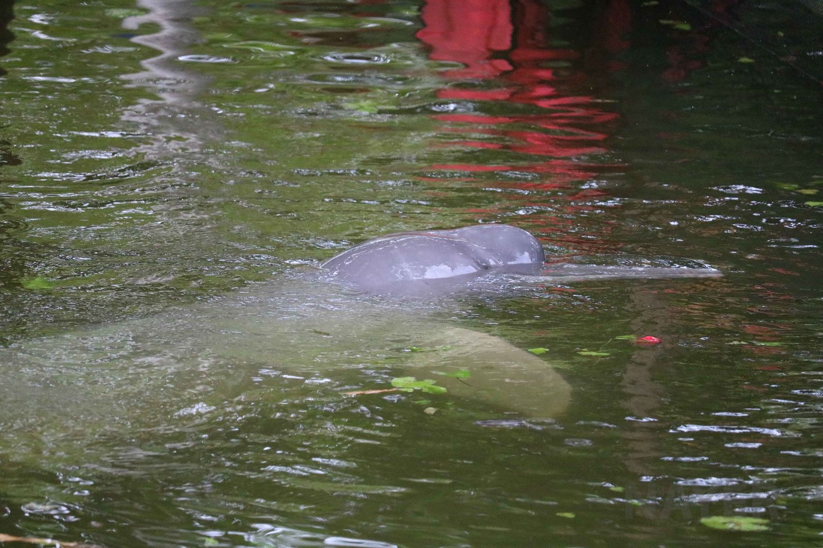 Amazon river dolphin, May 2016