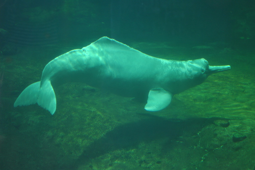 Amazon river dolphin