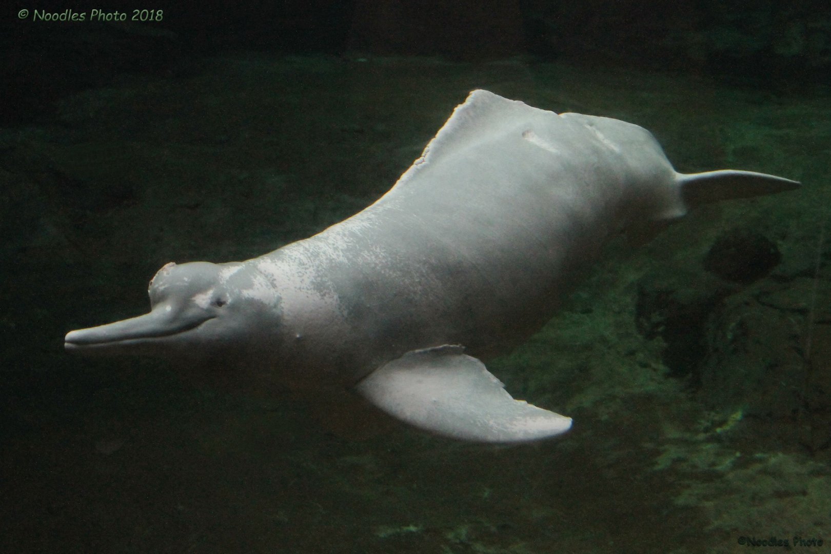 Amazon River Dolphin