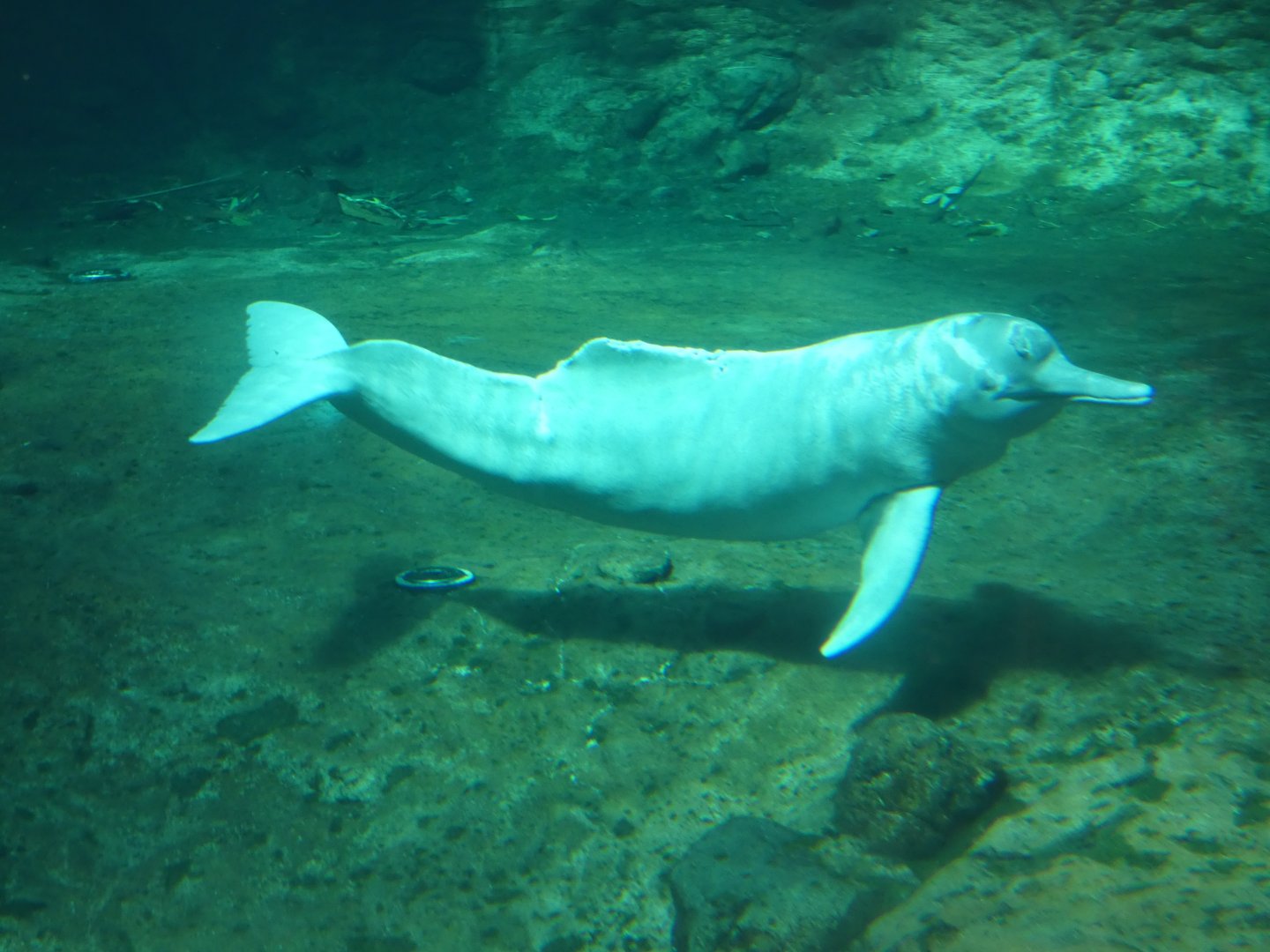 Amazon River Dolphin