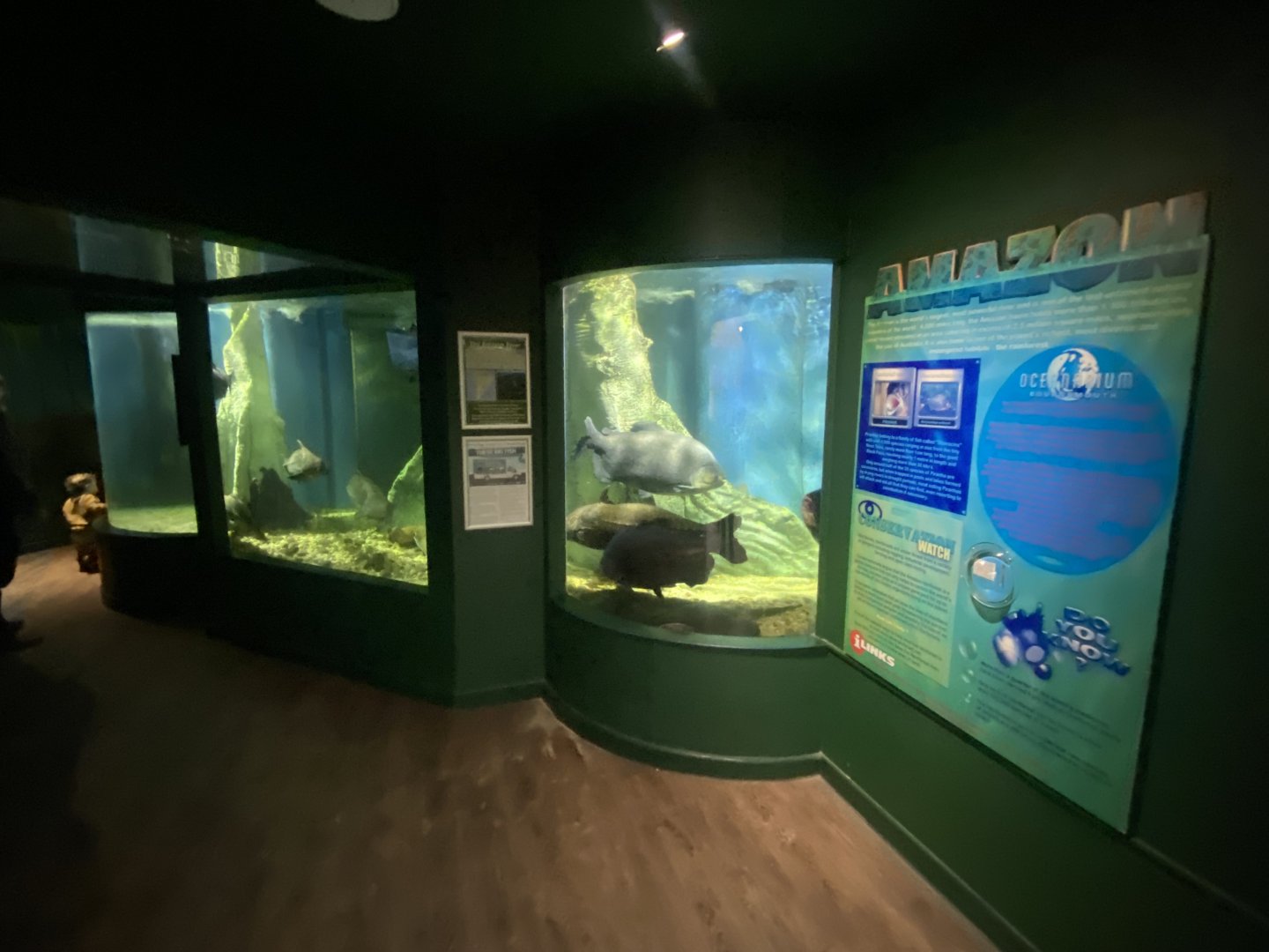 Amazon River Exhibit 070124