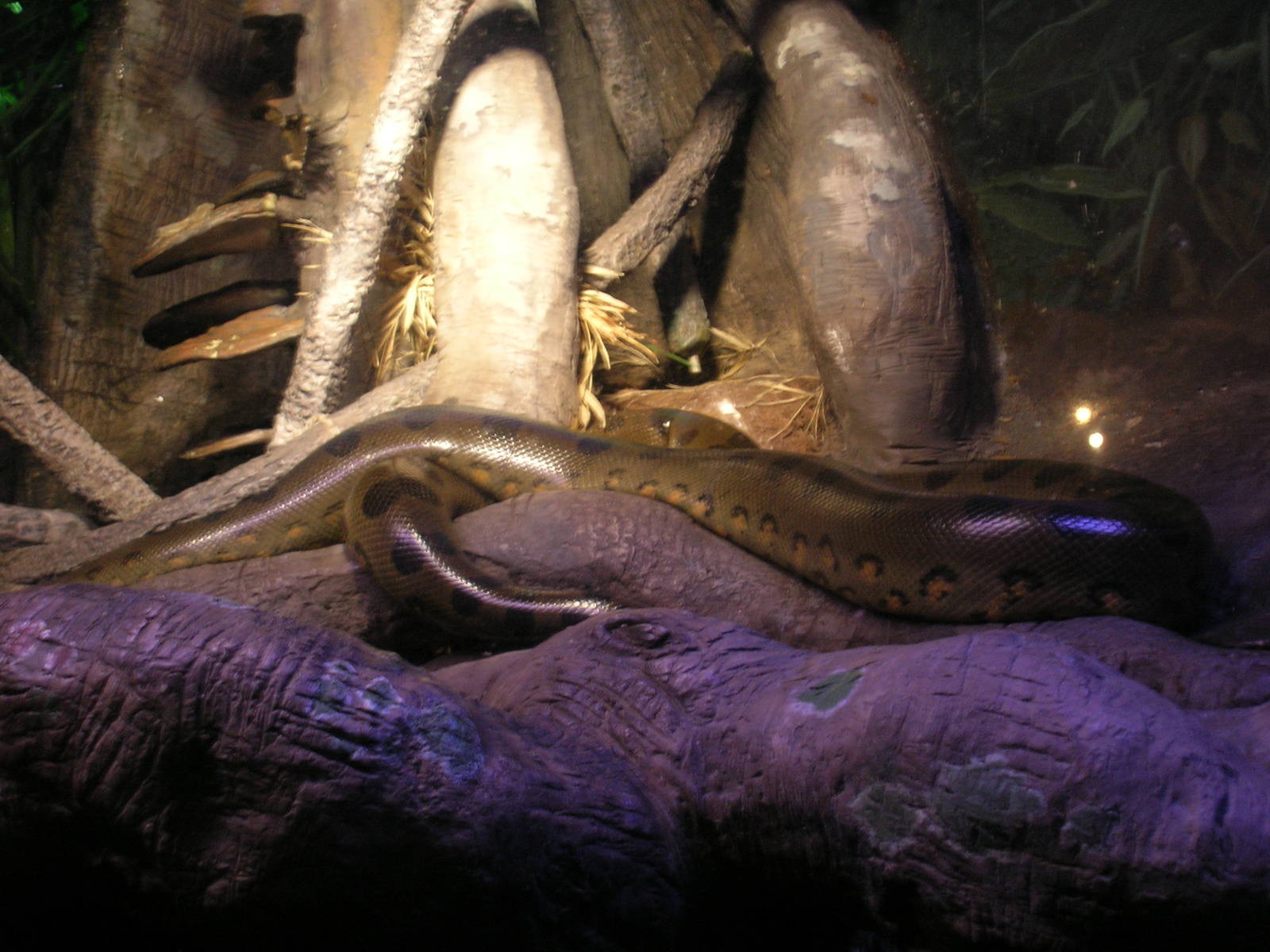 Amazon River Exhibit