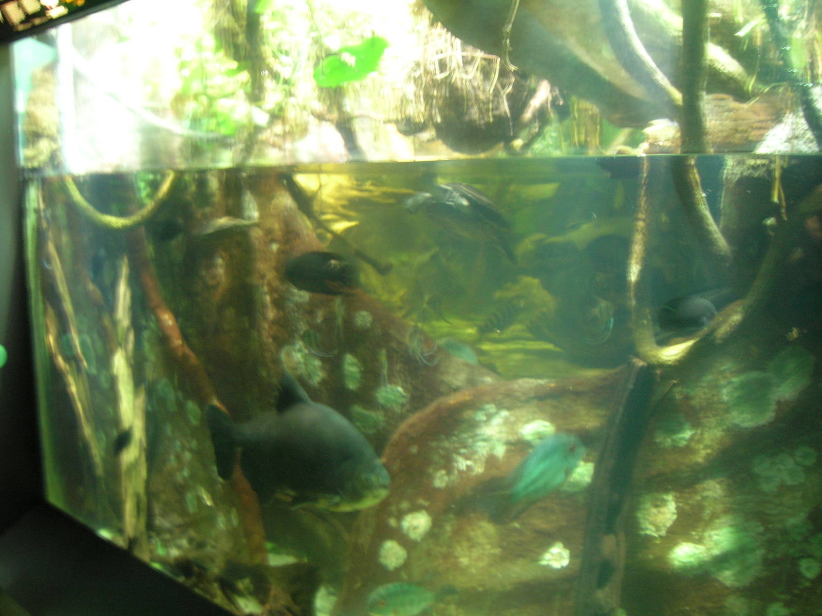 Amazon River Exhibit