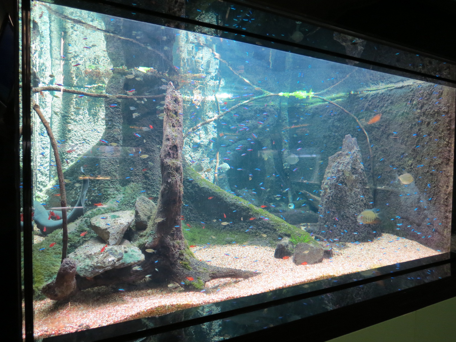 Amazon River Exhibit