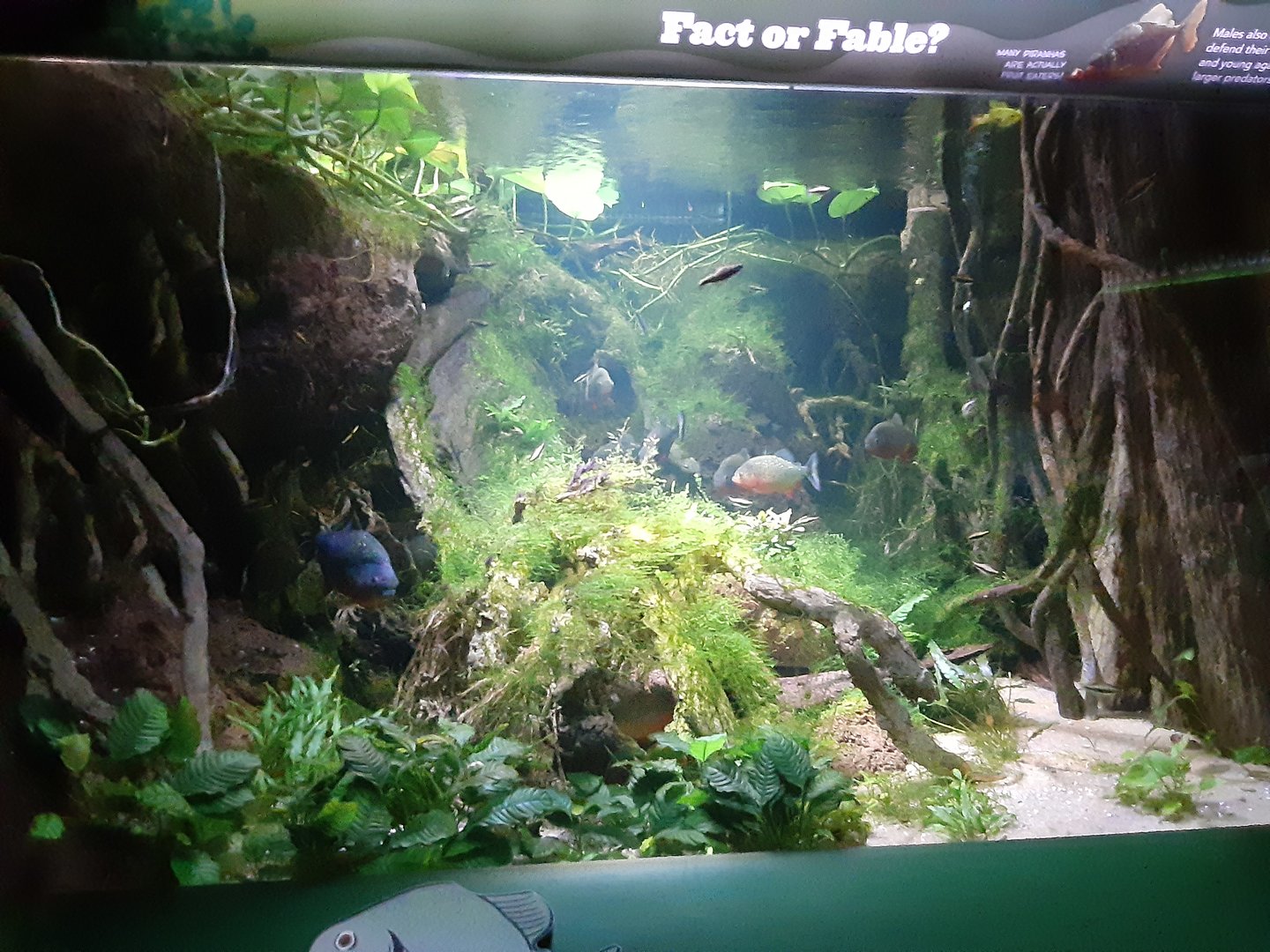 Amazon River Fish Tank