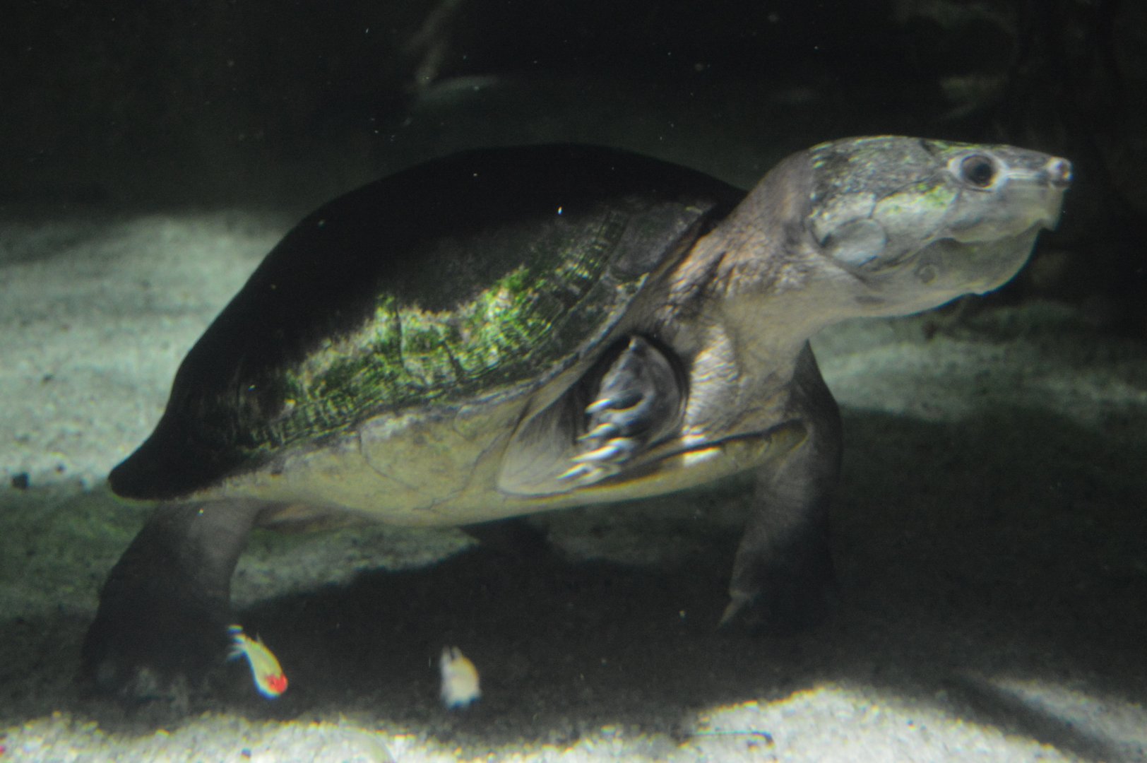 Amazon River Forest - Big-headed Amazon River Turtle (Peltocephalus dumerilianus)