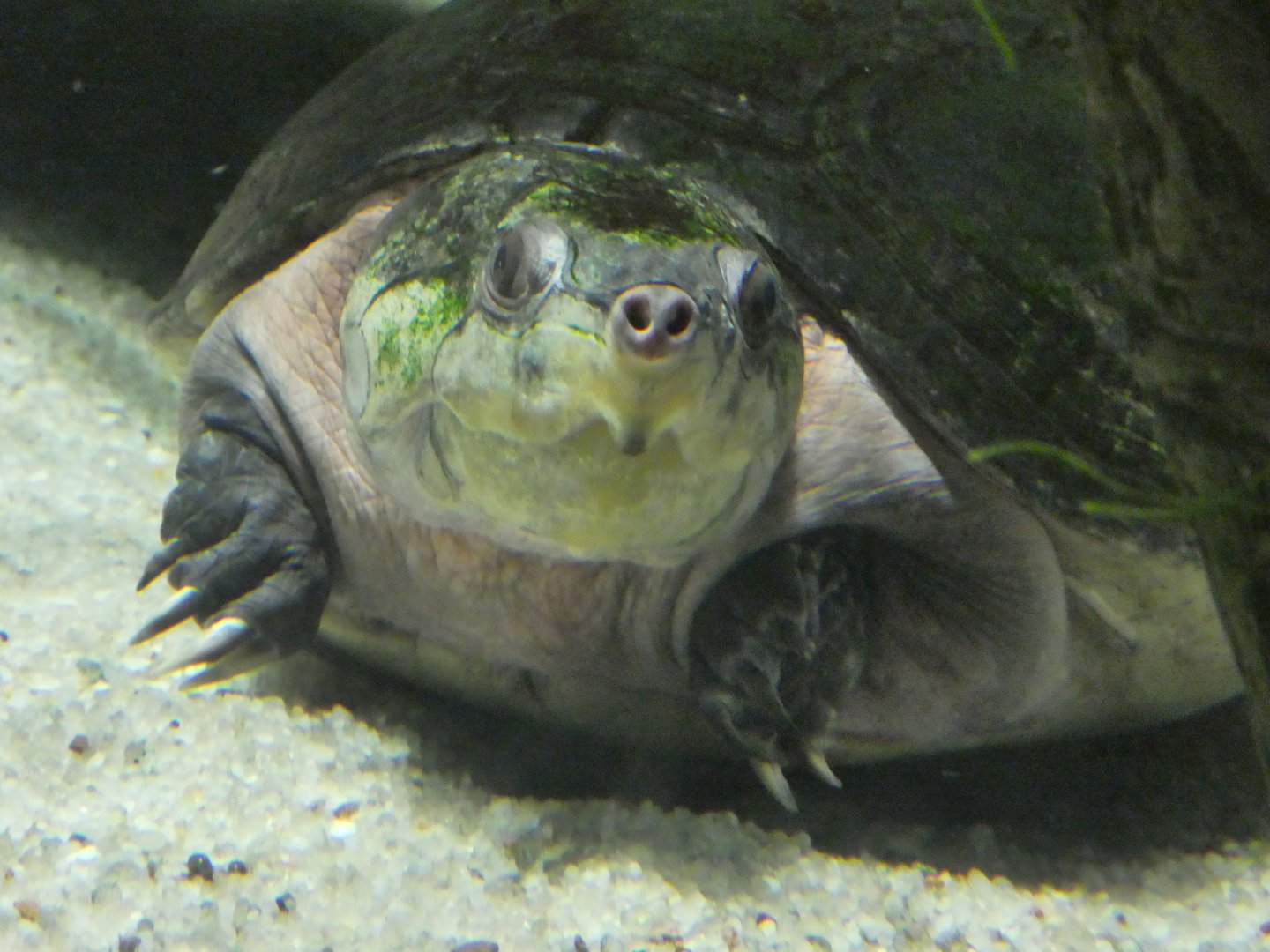 Amazon River Forest - Big-headed Amazon River Turtle
