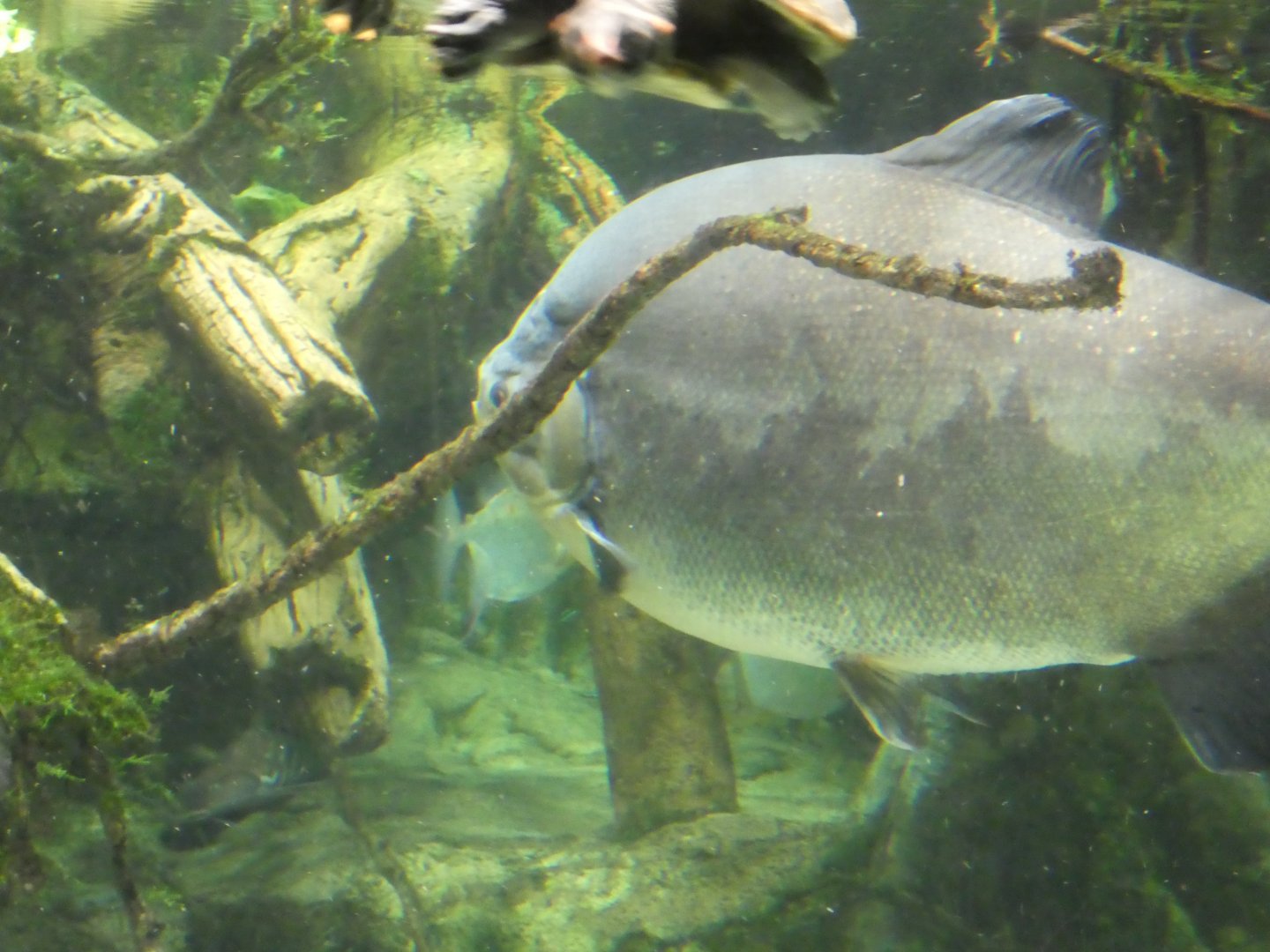 Amazon River Forest; Black Pacu