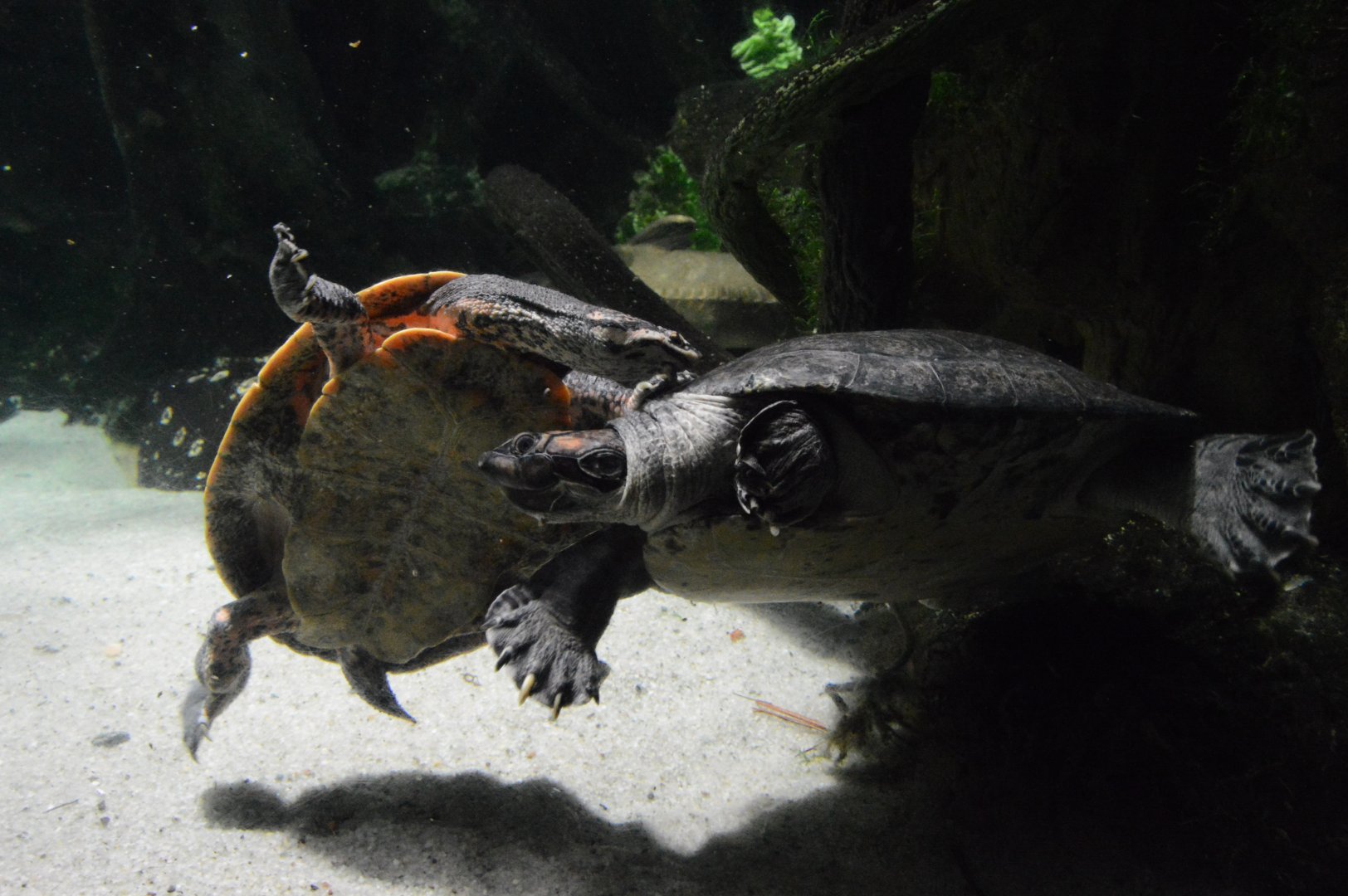 Amazon River Forest - Cotinga River Toadhead Turtle (Phrynops tuberosus) and Red-headed Amazon River Turtle (Podocnemis erythrocephala)