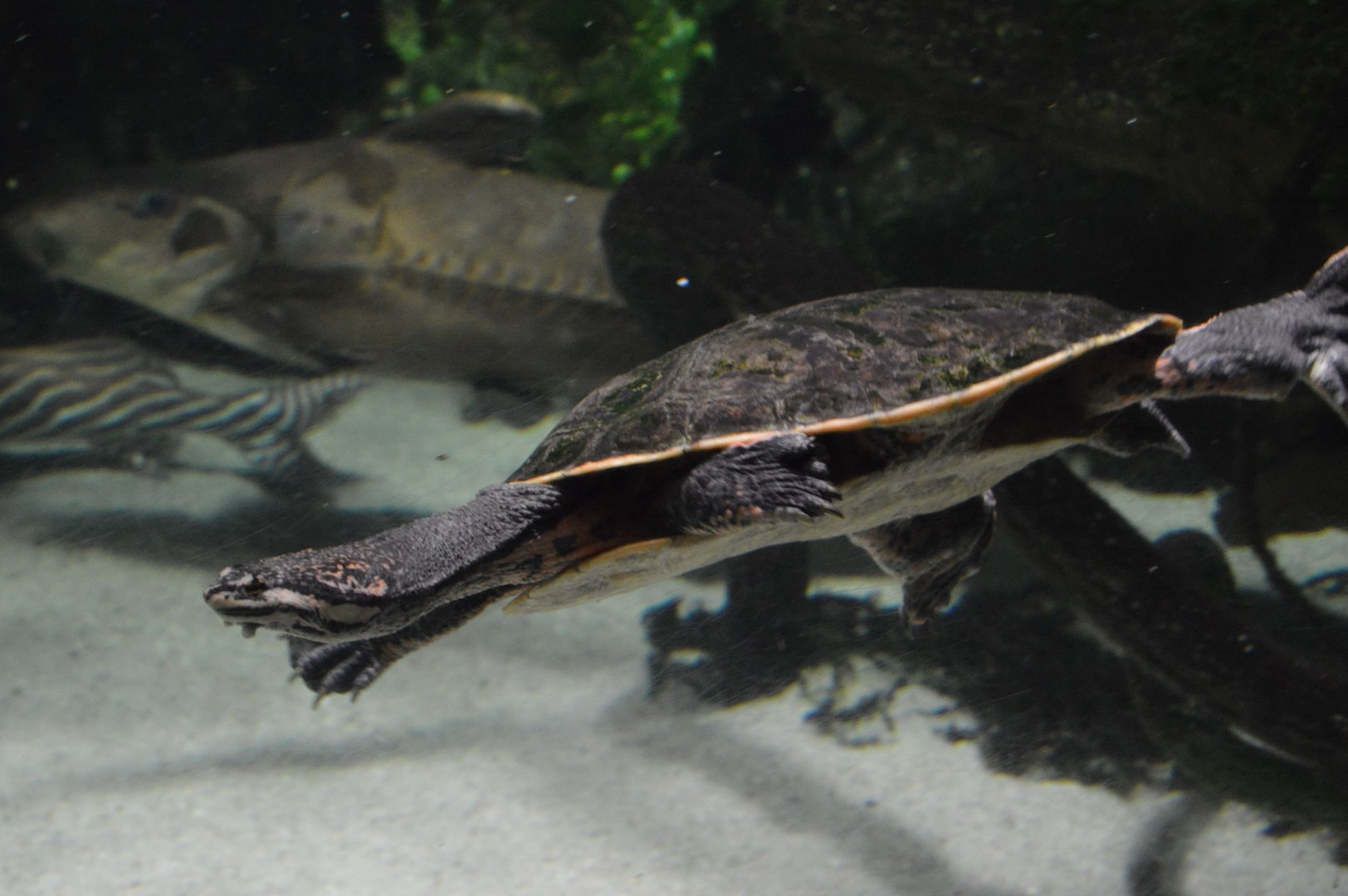 Amazon River Forest - Cotinga River Toadhead Turtle (Phrynops tuberosus)