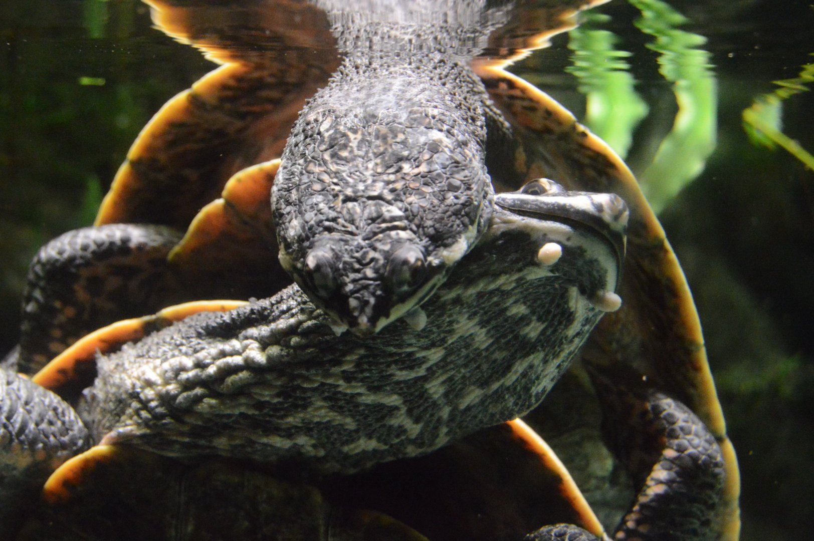 Amazon River Forest - Cotinga River Toadhead Turtle (Phrynops tuberosus)
