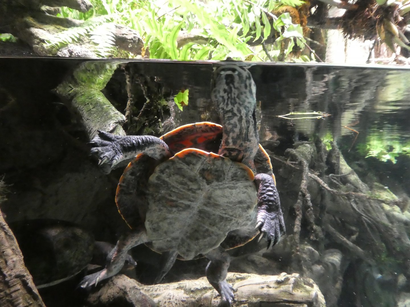 Amazon River Forest; Cotinga River Toadhead Turtle