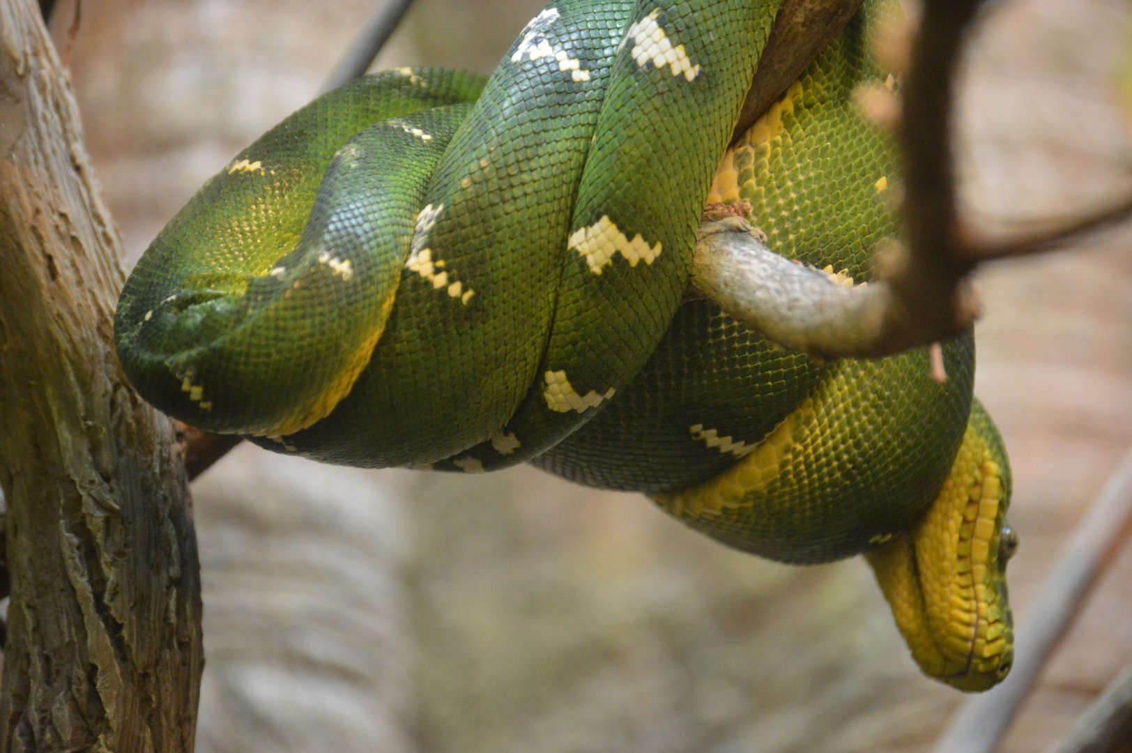 Amazon River Forest - Emerald Tree Boa (Corallus caninus)