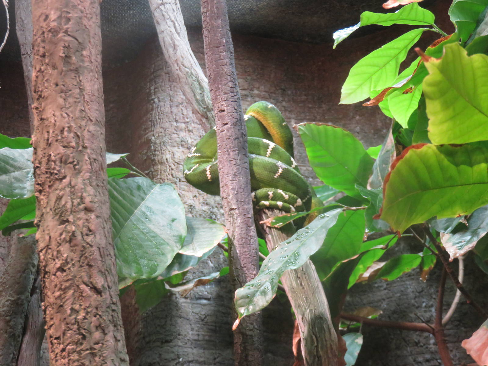 Amazon River Forest - Emerald Tree Boa