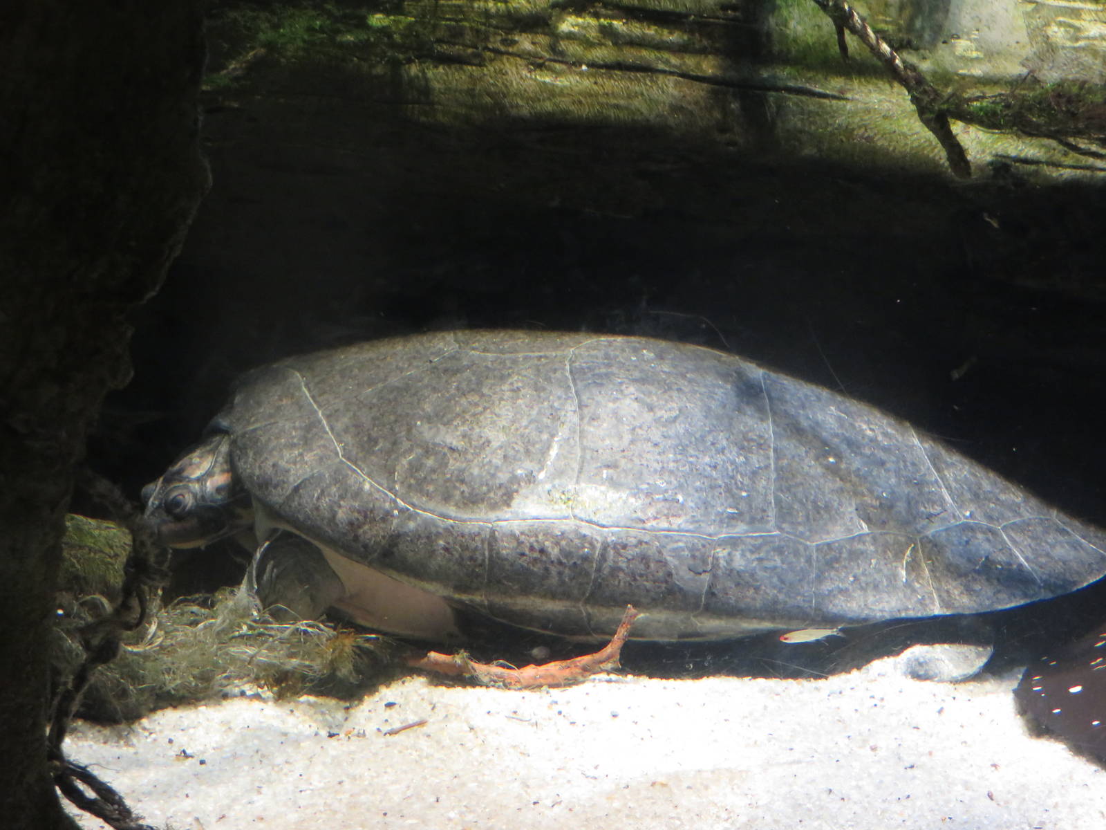 Amazon River Forest - Giant South American River Turtle
