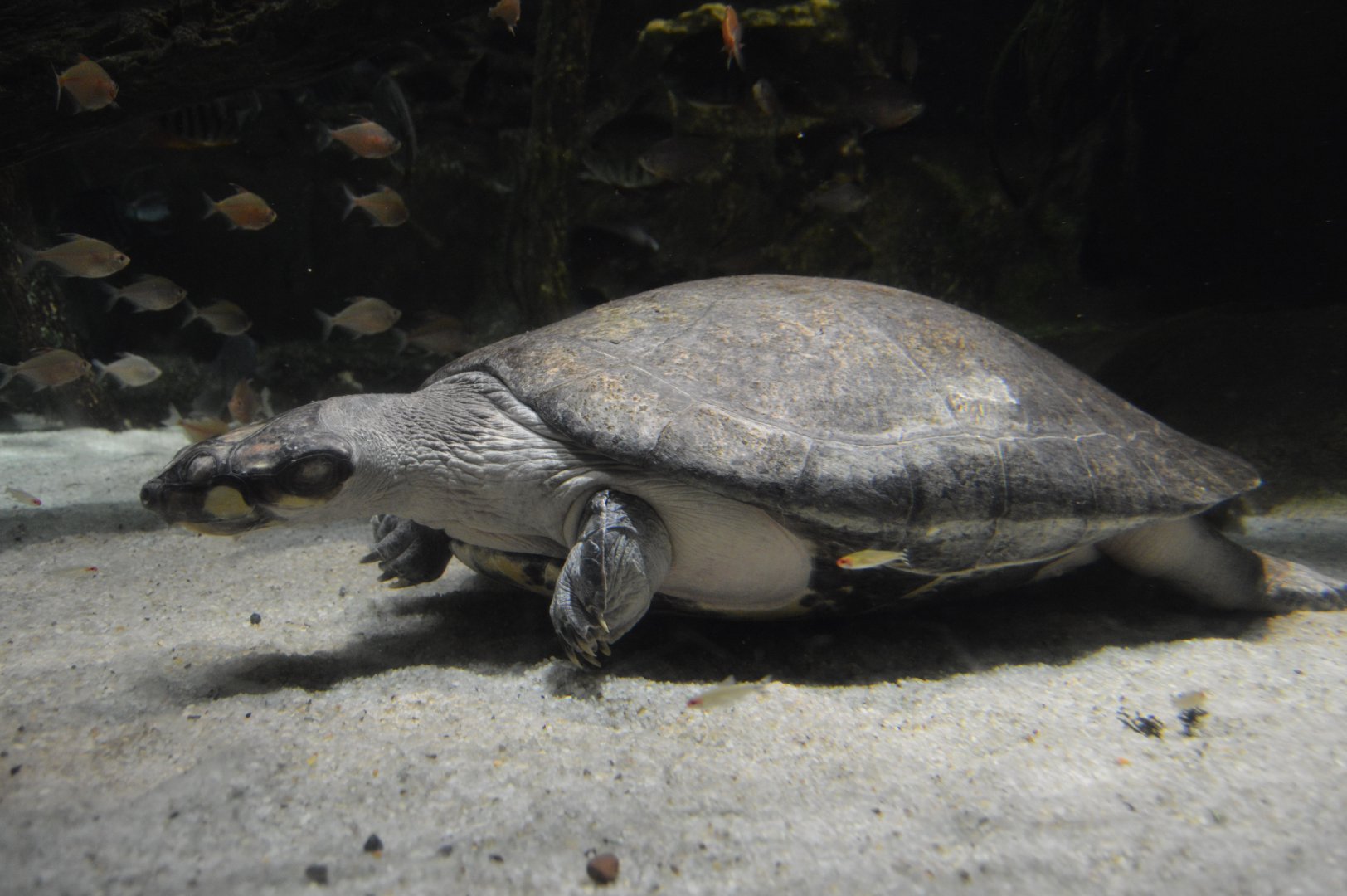 Amazon River Forest - Giant South American Turtle (Podocnemis expansa)